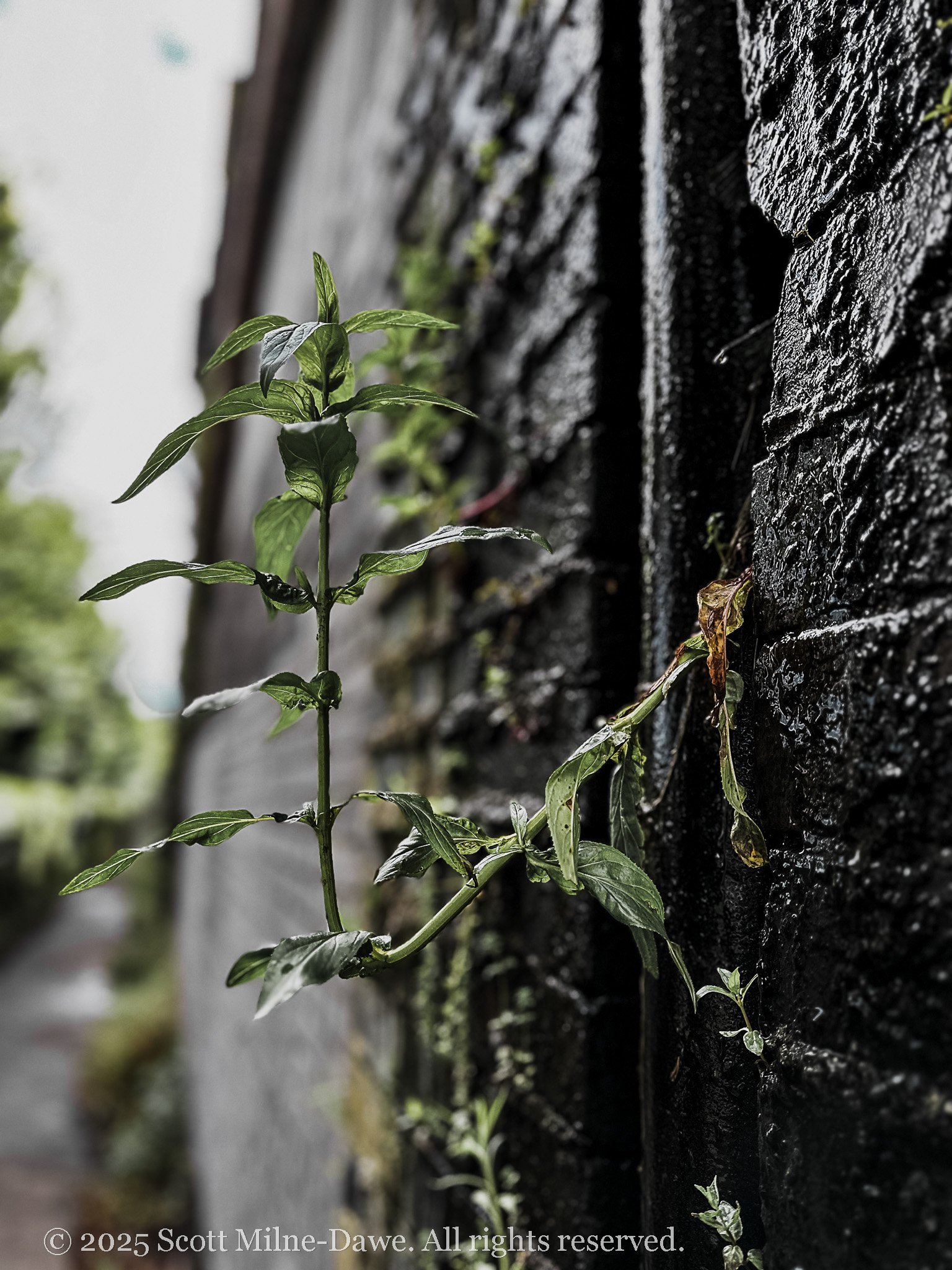 moody_chester-04.jpg
