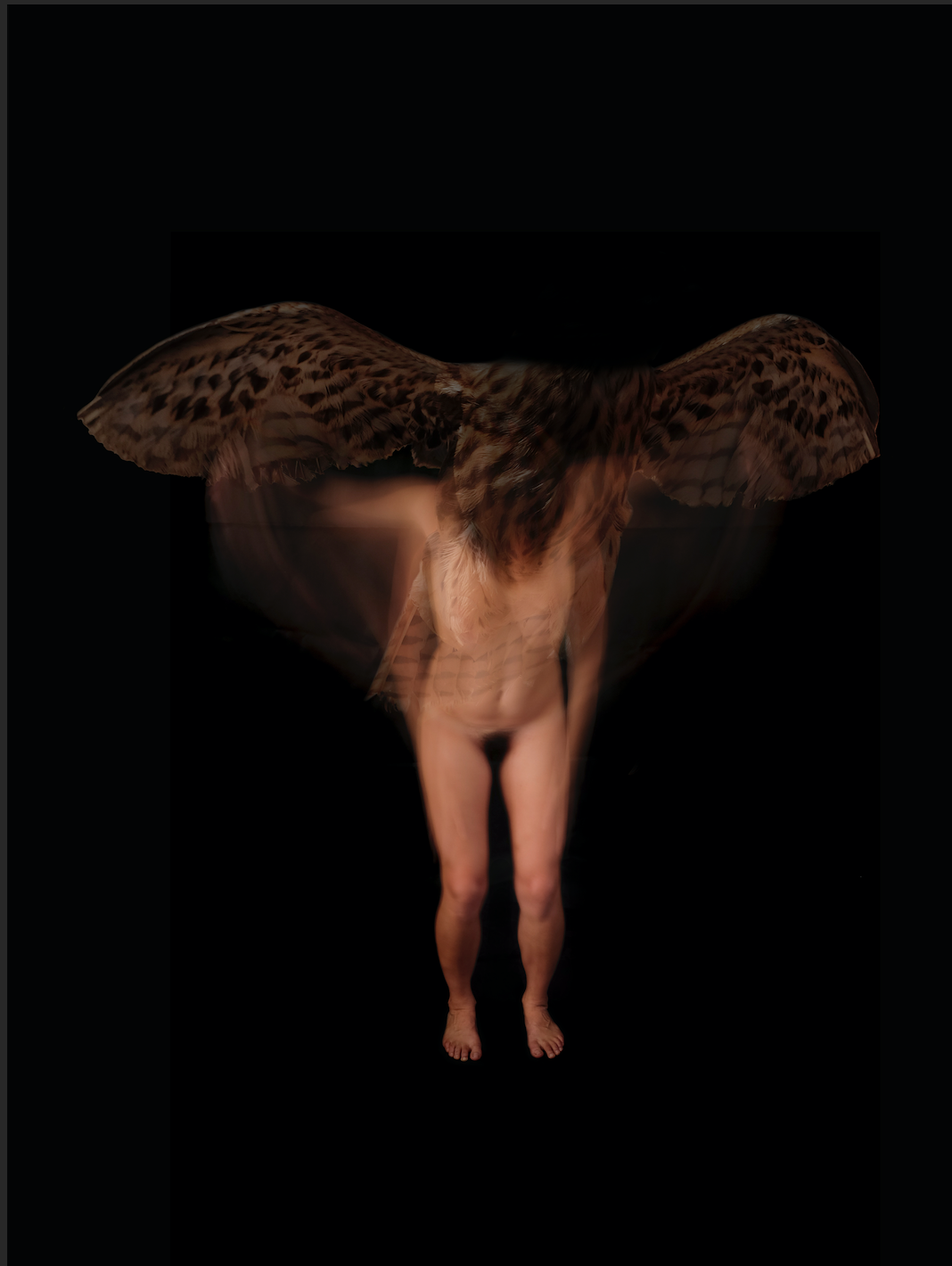 faucon.png