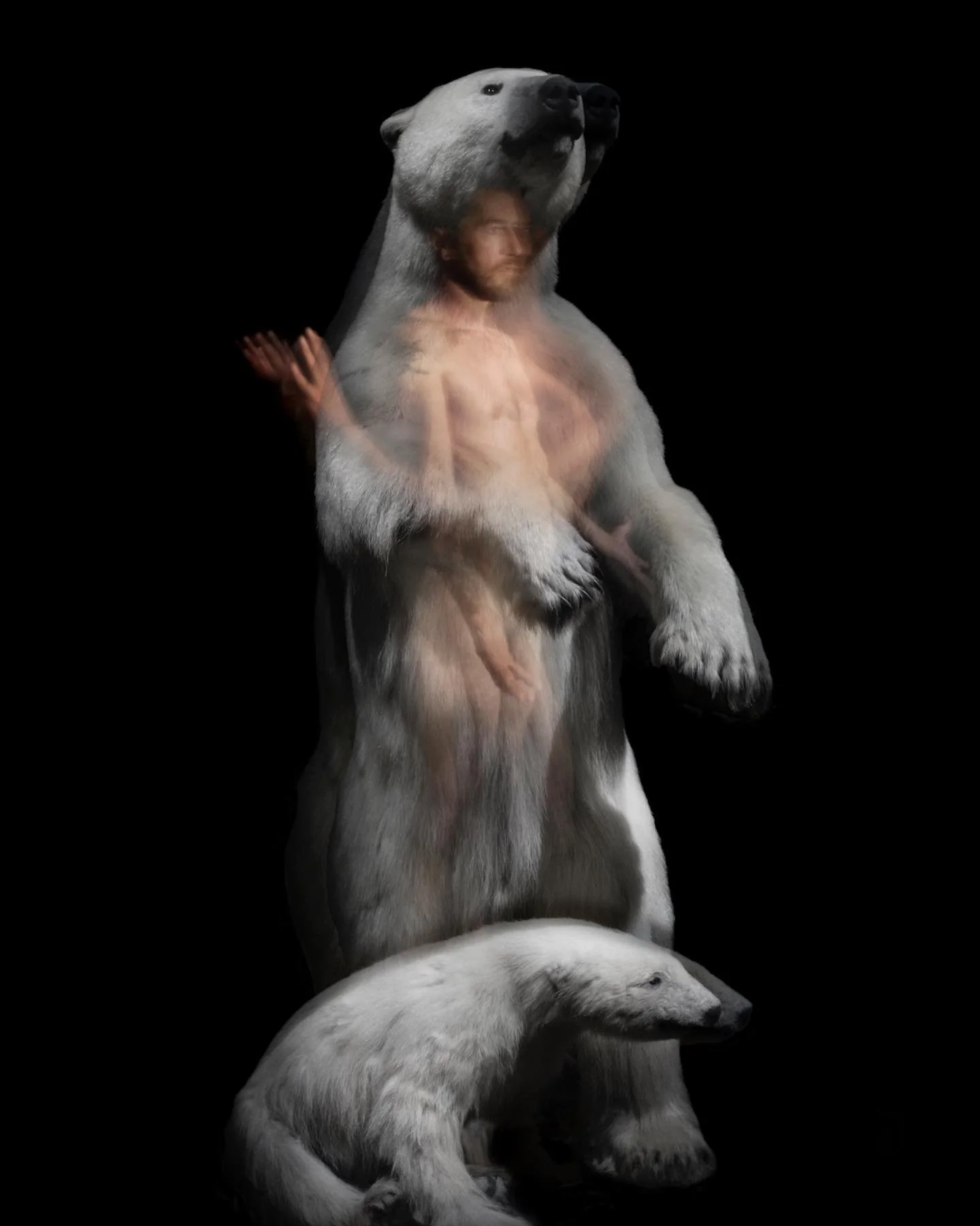 Exposition en cours « Murmures » Galerie La Boulangerie Cambo-Les-Bains. Photographie « Les Infusés Ours IV» 30cmx40cm #photograhiecontemporaine #paysbasque❤️