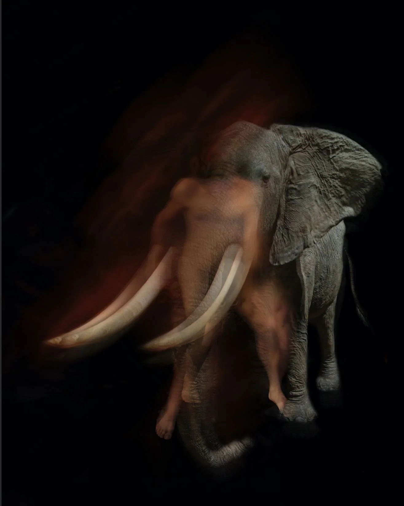 Exposition en cours « Murmures » Galerie La Boulangerie Cambo-Les-Bains. Photographie « Les Infusés Eléphant» 30cmx40cm #photograhiecontemporaine #paysbasque❤️