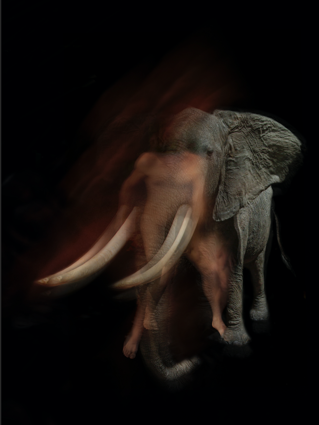 elephant.png