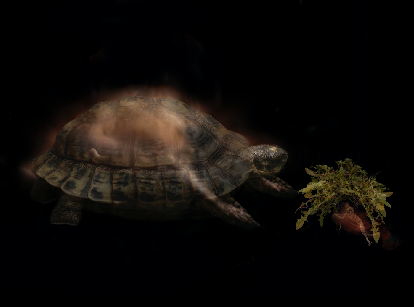 tortue.png