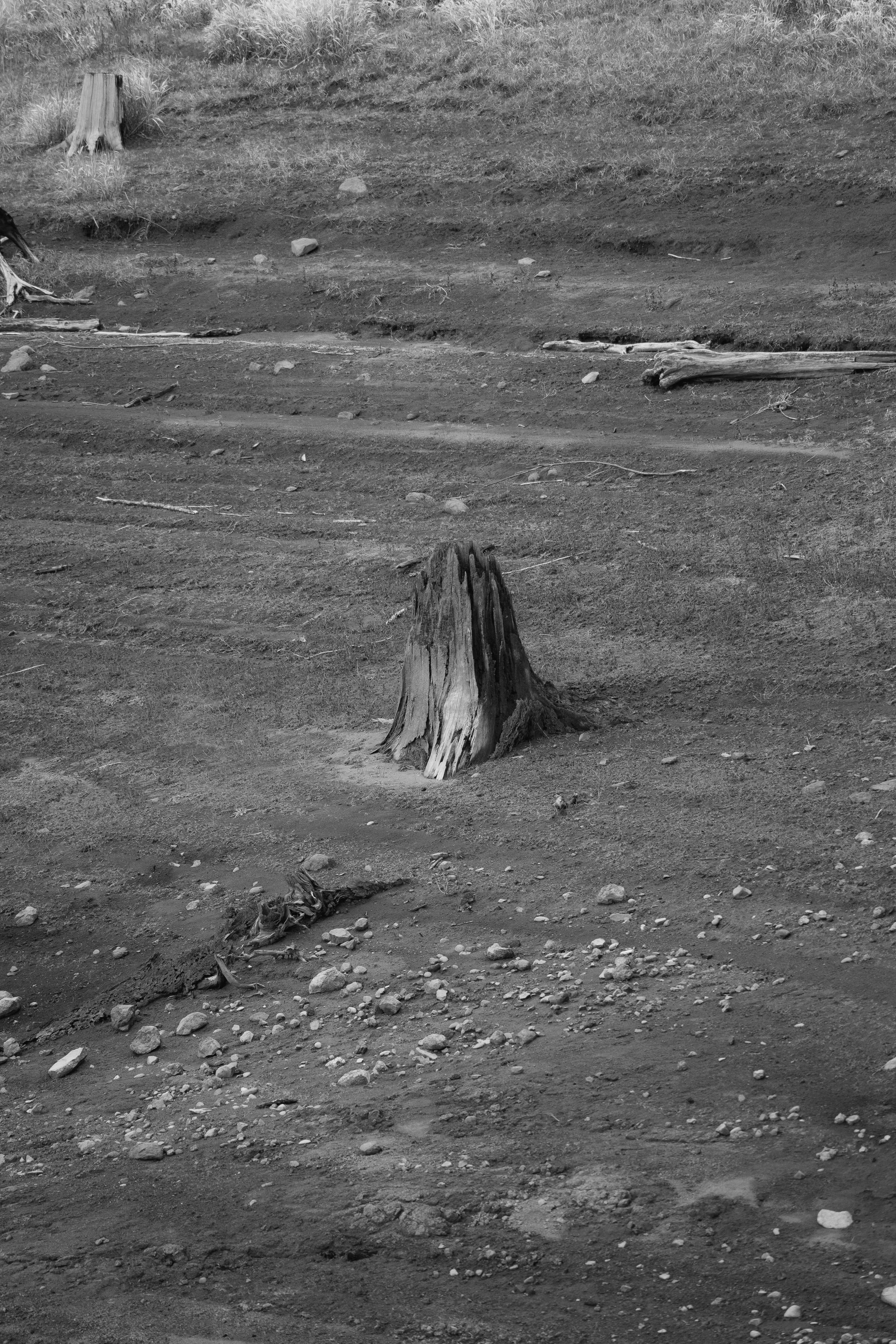 Stumps-15.jpg
