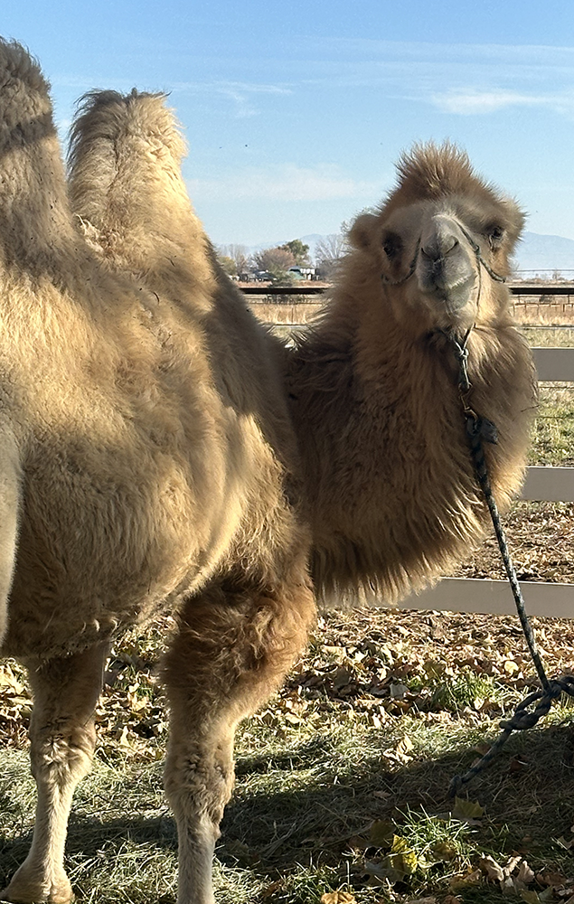 Thunderstorm Ranch Camel and Farm Experiences | Discover & Engage ...