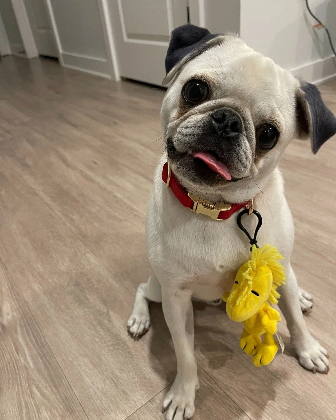 There’s still time to enter your pet’s Halloween costume! ๐พ๐ป Voting begins this Saturday—don’t miss your chance to show off your spooky (or silly!) side. Featuring Finnegan as Snoopy! ๐ถ๐ซ