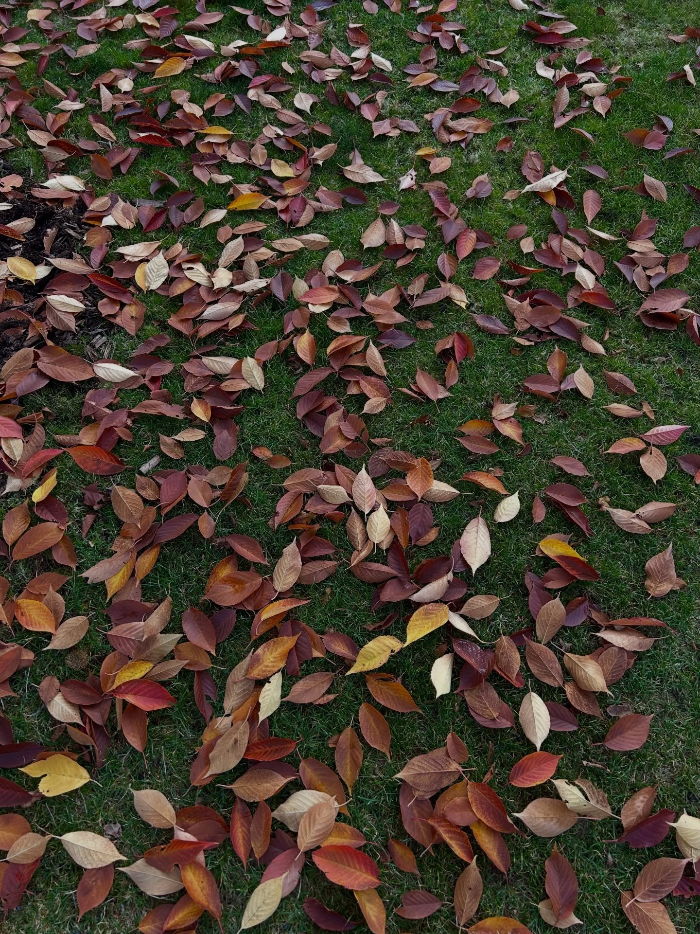 here to echo @authormelodybeattie words for today: let yourself be who you are.

share yourself, share your voice and show the world who you are. believe that your power is in your uniqueness. know that you didn&rsquo;t come here to hide away, you ca