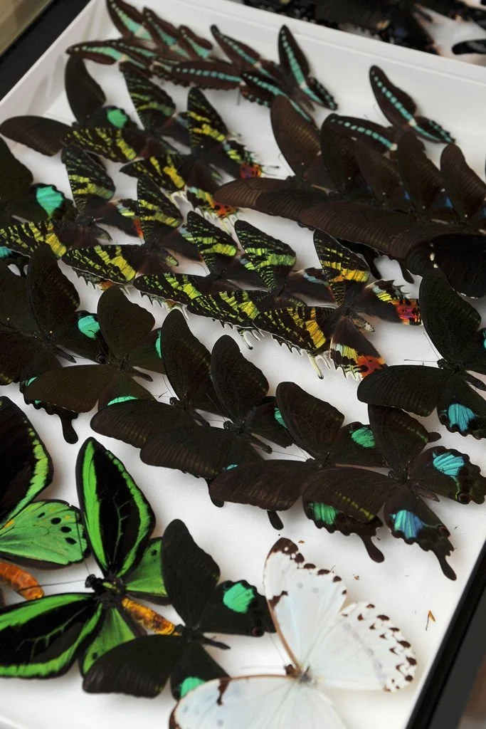 giambattista valli fall 2012 couture