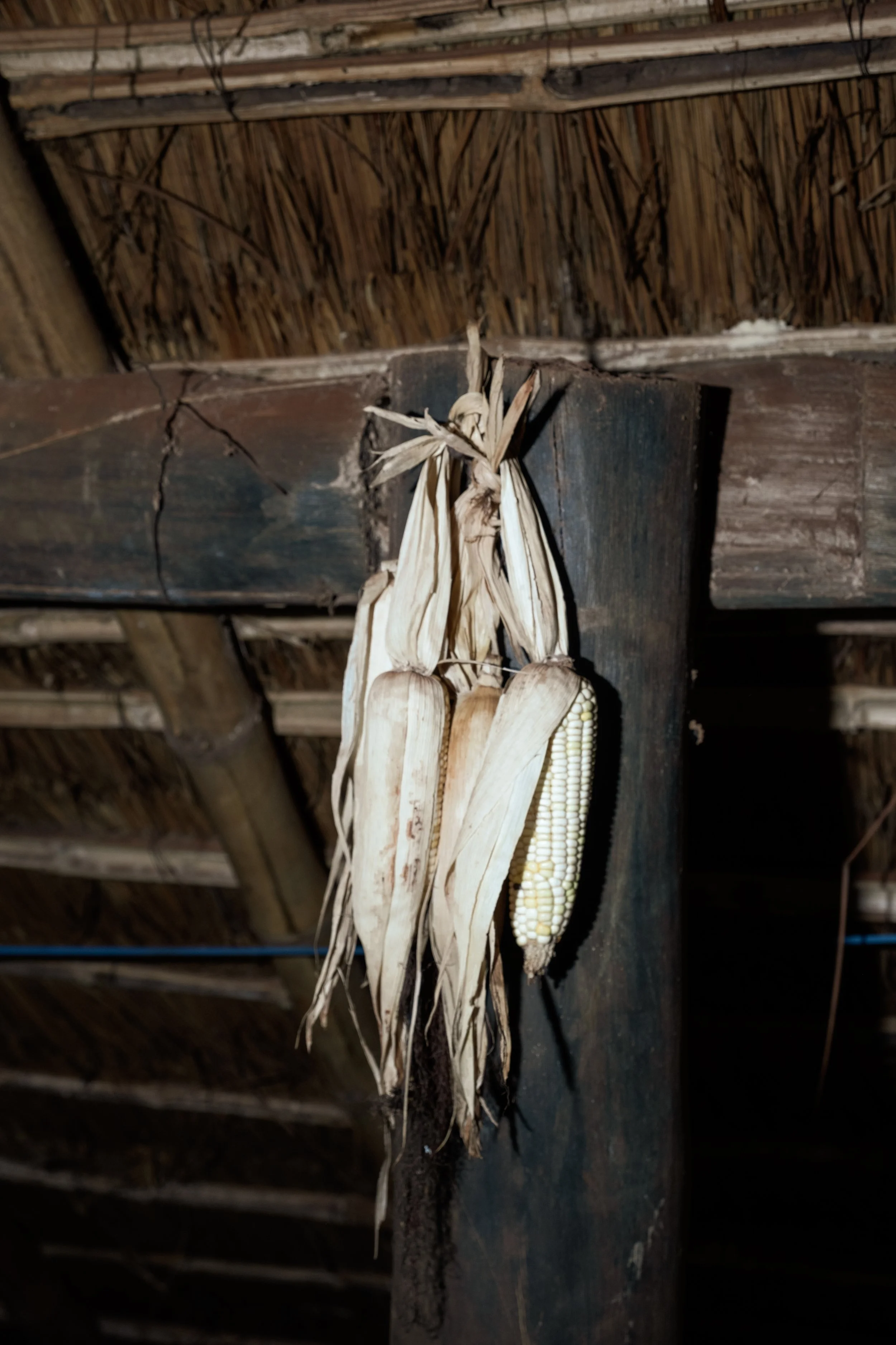 Milho pendurado dentro de uma casa de reza na comunidade Guarani Kaiowá retomada de Yvu Vera 1, próxima a Dourados e à Reserva Indígena Jaguapiru, em Mato Grosso do Sul.