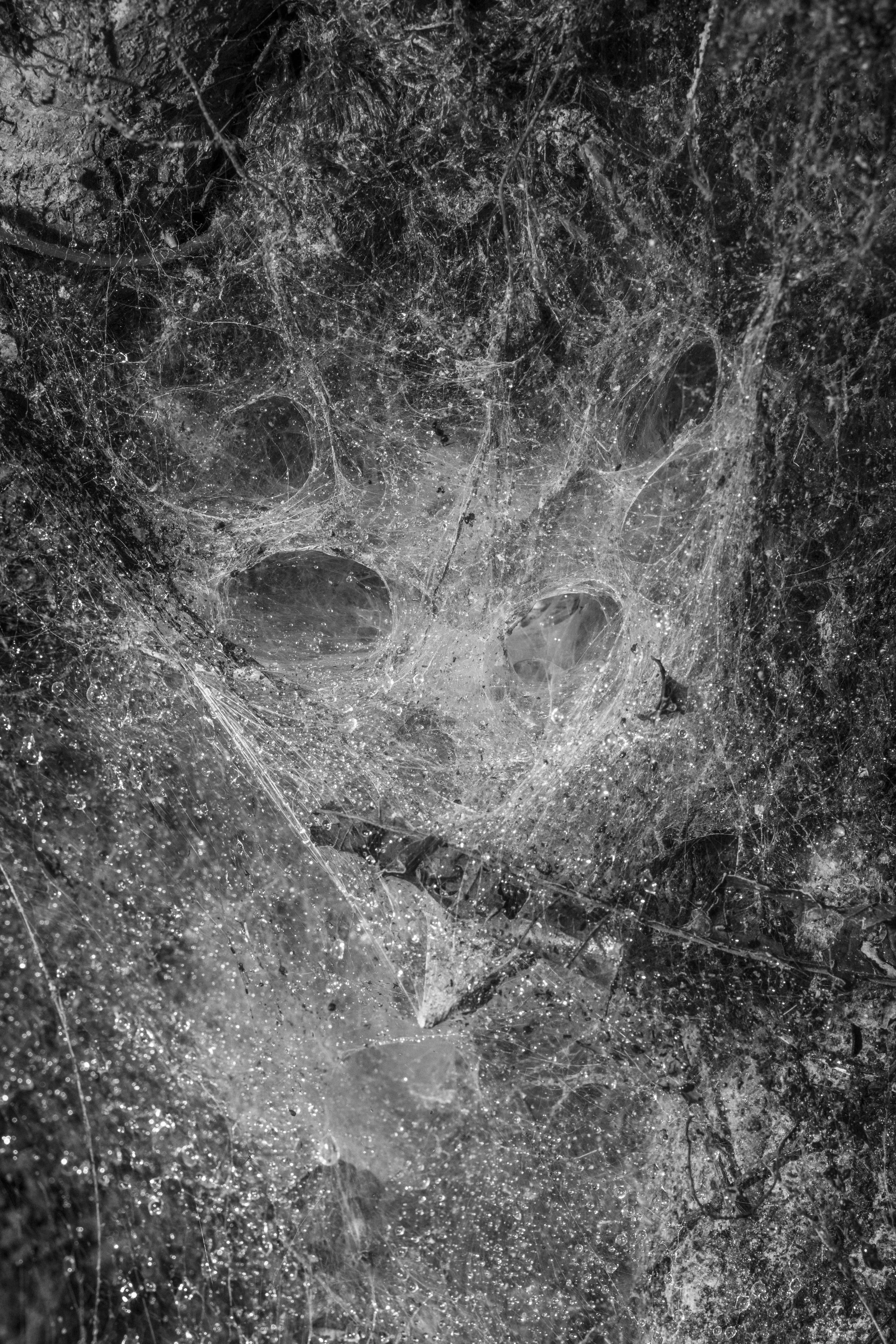 A spider web in the rainforest within the Vale do Javari Indigenous Territory, Brazil.