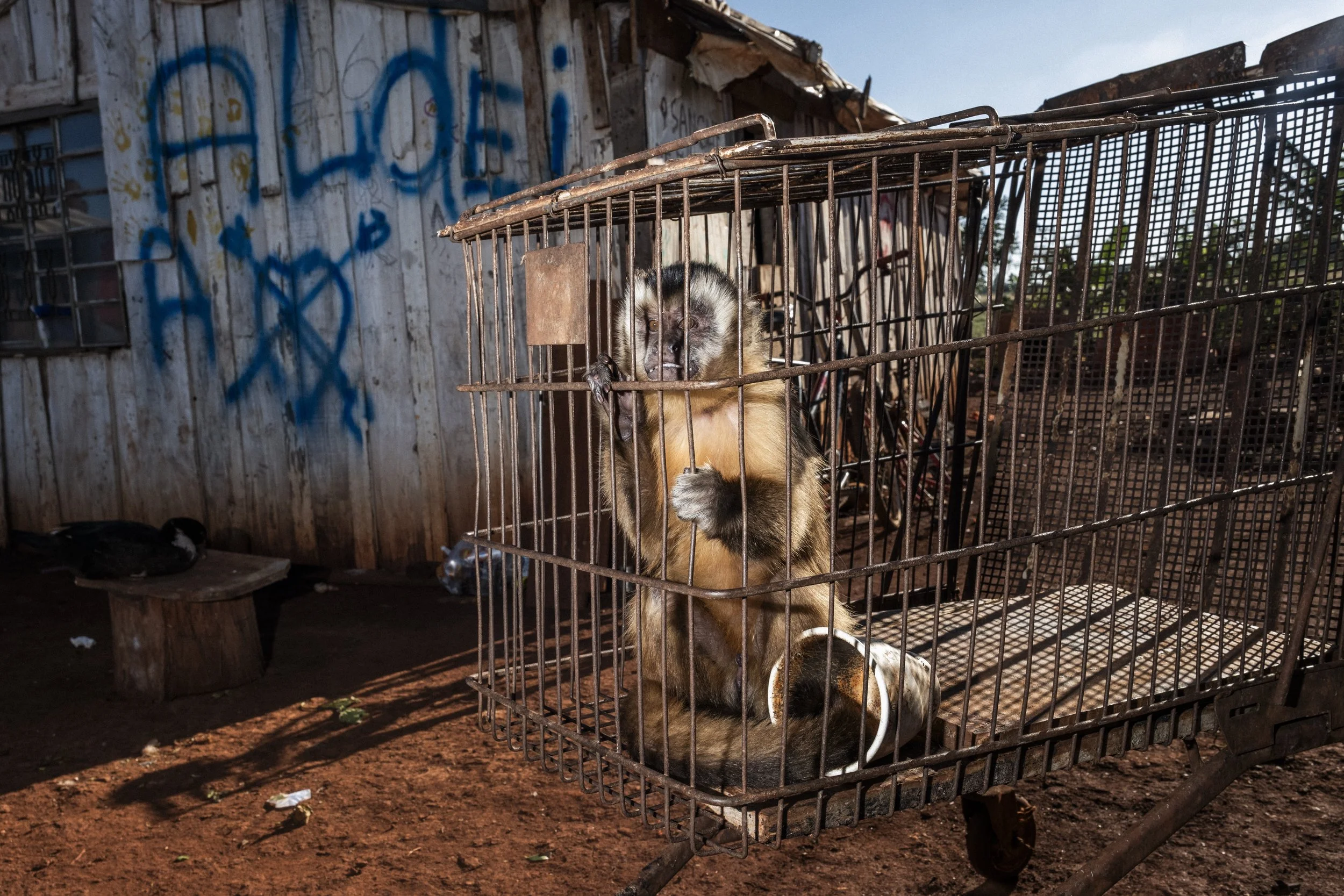 DOURADOS, BRAZIL – JUNE 11, 2025: A monkey stays inside an improvised cage made from a shopping cart in the Guarani Kaiowá reclaimed community of Yvu Vera 2, near Dourados, on the outskirts of the Jaguapiru Indigenous Reserve.