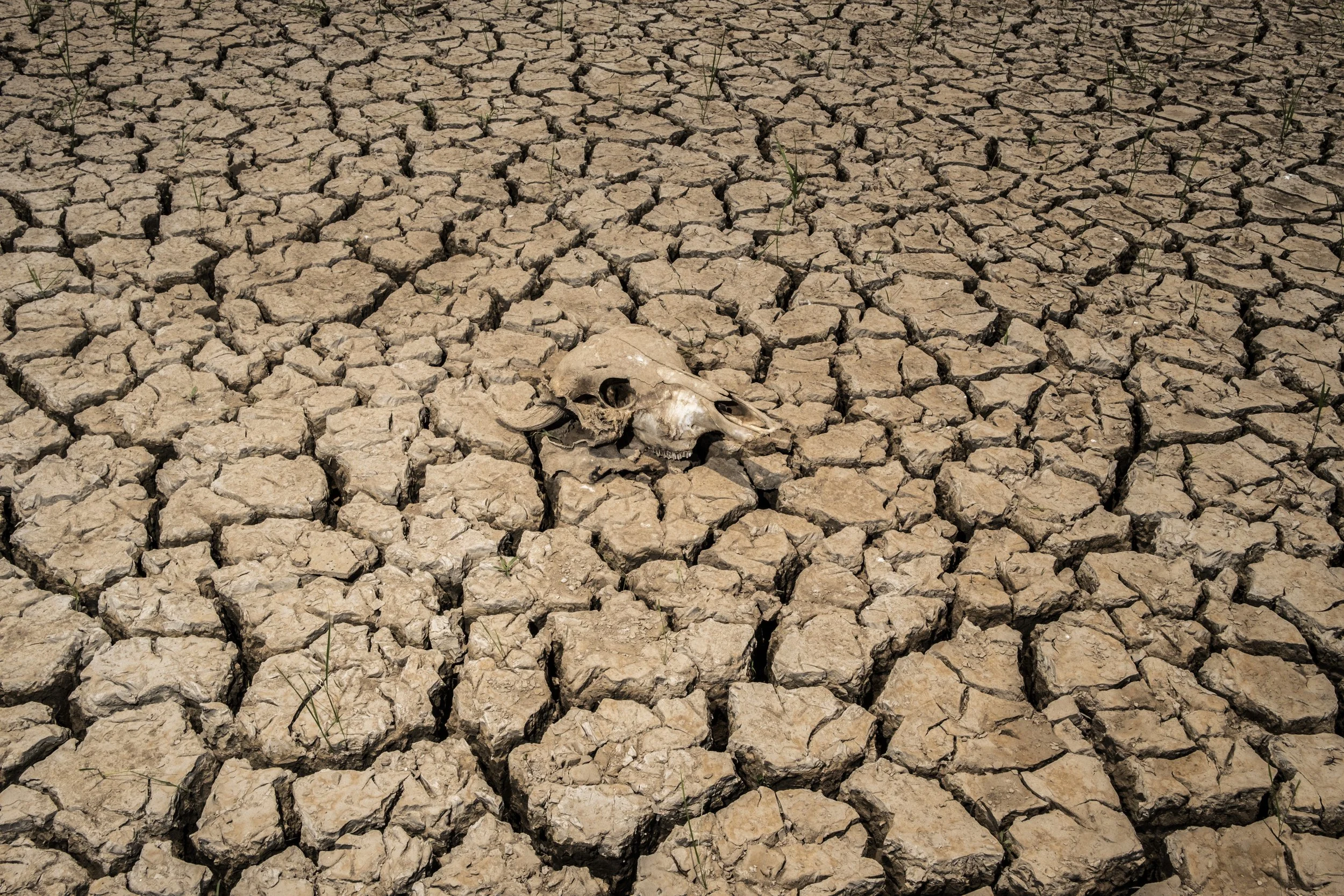 A carcaça de uma vaca no leito ressecado do Lago Puraquequara, próximo a Manaus, evidencia o impacto profundo da seca de 2023. A frequência e a intensidade cada vez maiores das estiagens na Amazônia têm provocado uma queda drástica nos níveis dos rio