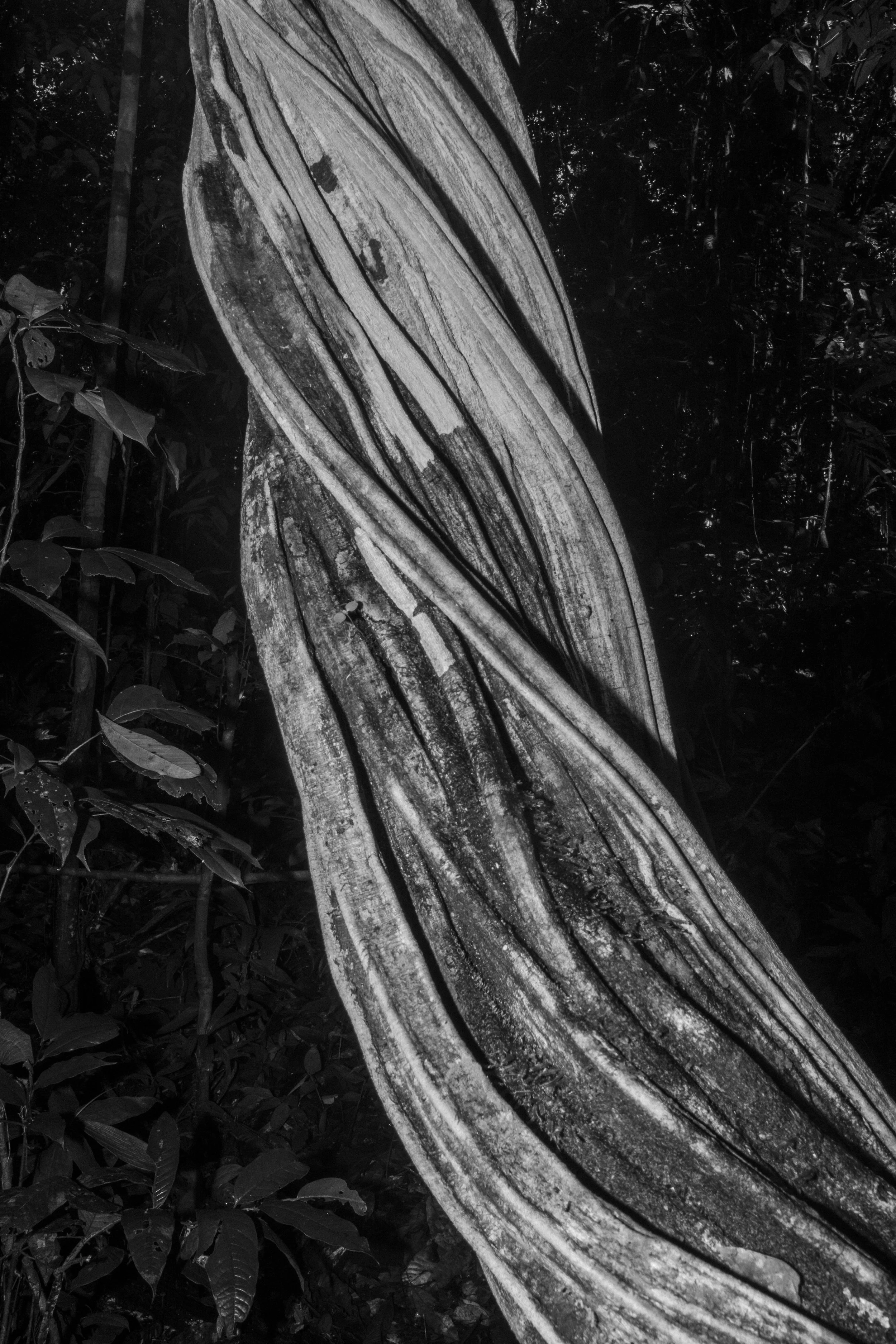 Vegetation in the Vale do Javari Indigenous Territory,