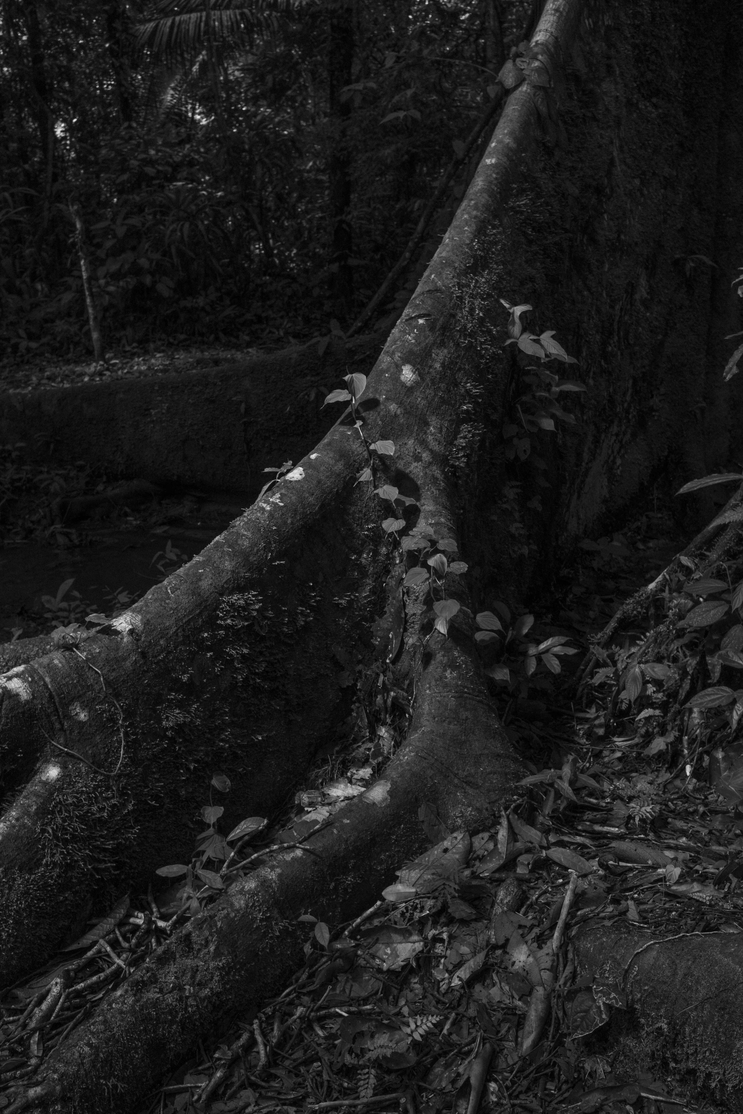 Vegetation in the Vale do Javari Indigenous Territory.