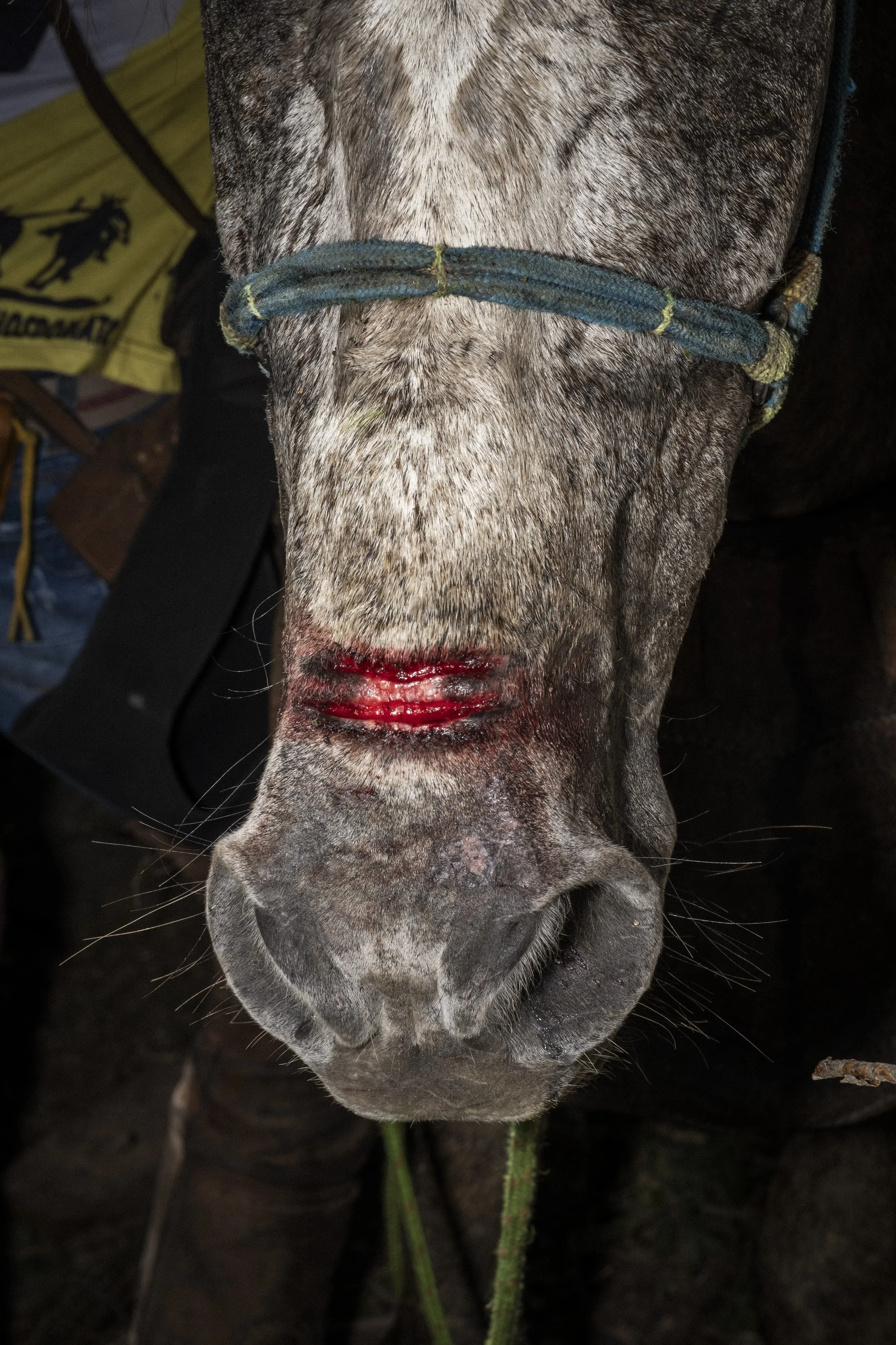 Um cavalo ferido durante uma competição de “pega do boi” na caatinga, próximo a São Sebastião do Umbuzeiro, no estado do Piauí.
A caatinga é a maior floresta seca da América do Sul e uma das regiões mais ricas em biodiversidade no mundo. A prática da