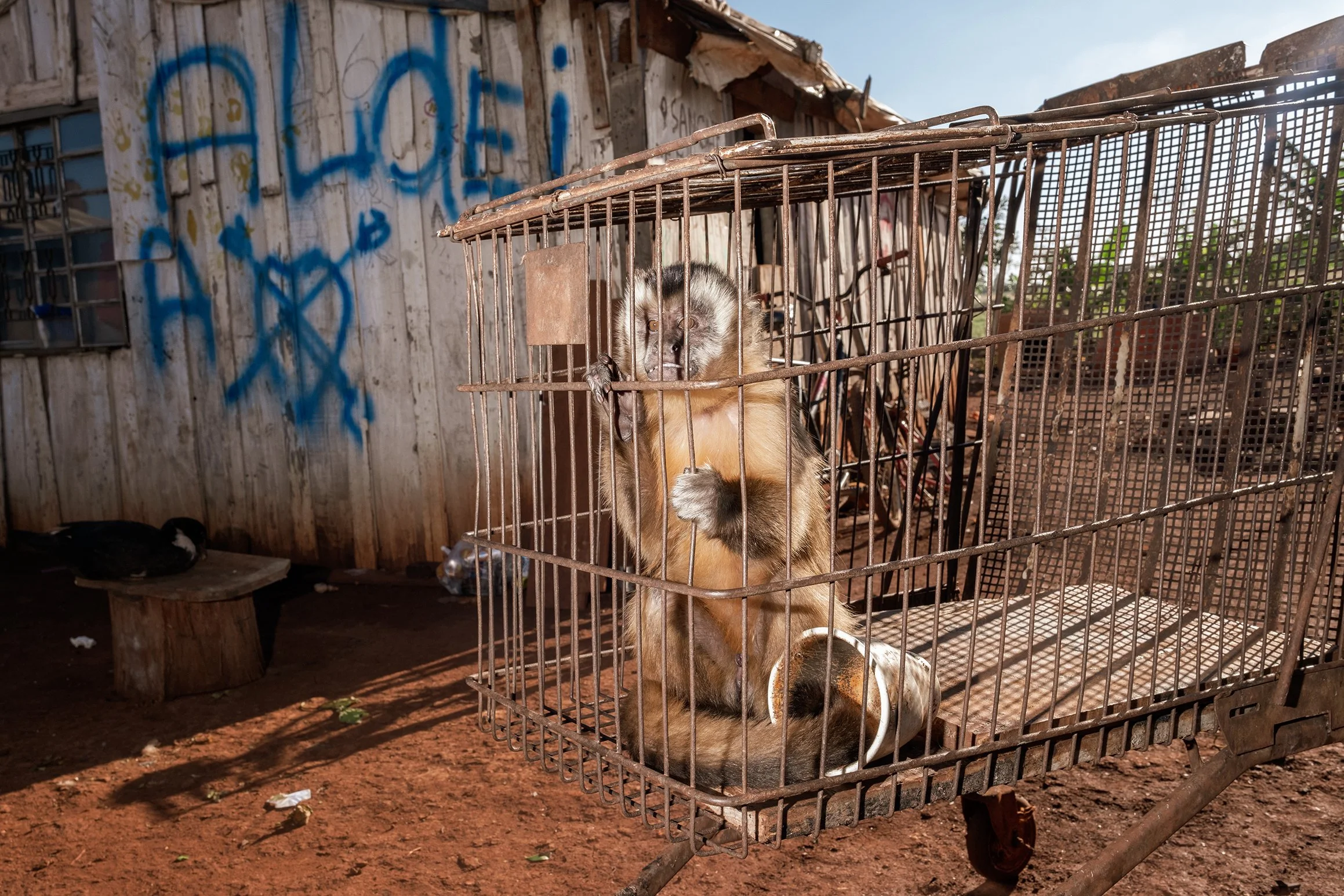 Um macaco permanece dentro de uma espécie de jaula improvisada feita a partir de um carrinho de supermercado, na comunidade Guarani Kaiowá retomada de Yvu Vera 2, próxima de Dourados e da Reserva Indígena de Jaguapiru. A comunidade enfrenta intimidaç