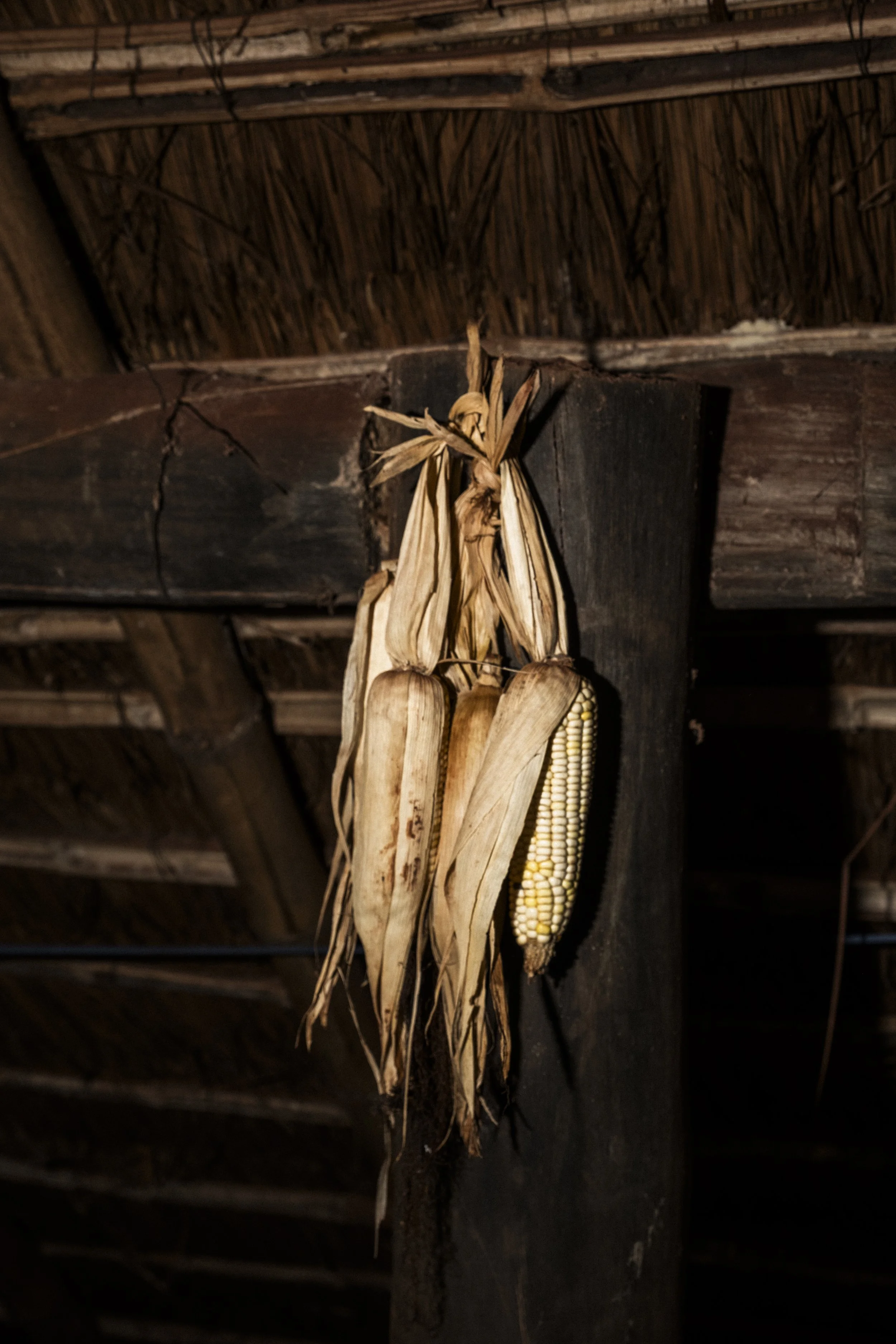 DOURADOS, BRAZIL – JUNE 11, 2025: Milho pendurado no interior de uma casa de reza na retomada Guarani Kaiowá de Yvu Vera 1, próxima a Dourados e à Reserva Indígena Jaguapiru, no estado de Mato Grosso do Sul.

DOURADOS, BRAZIL – JUNE 11, 2025: Corn ha