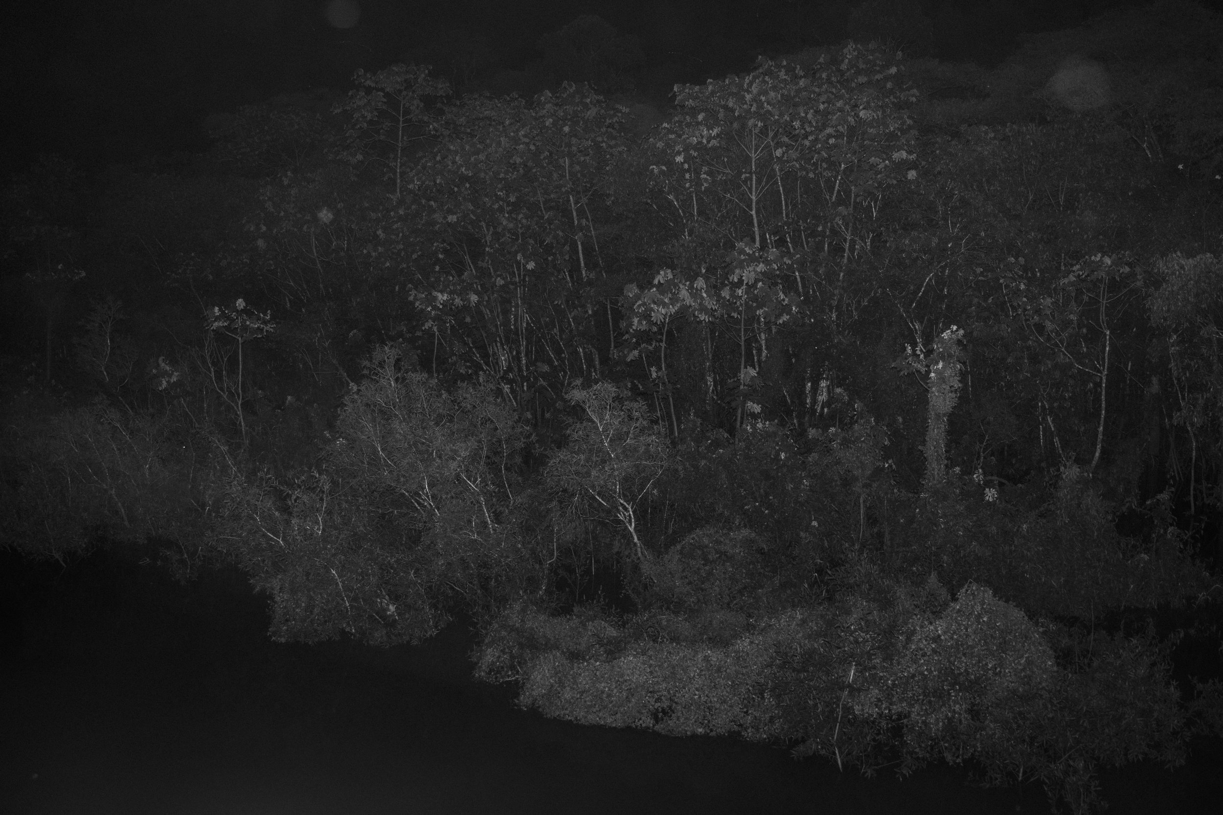 Rainforest vegetation along the Javari River within the Vale do Javari Indigenous Territory, one of the largest protected Indigenous lands in Brazil and home to the world's highest concentration of isolated Indigenous peoples.