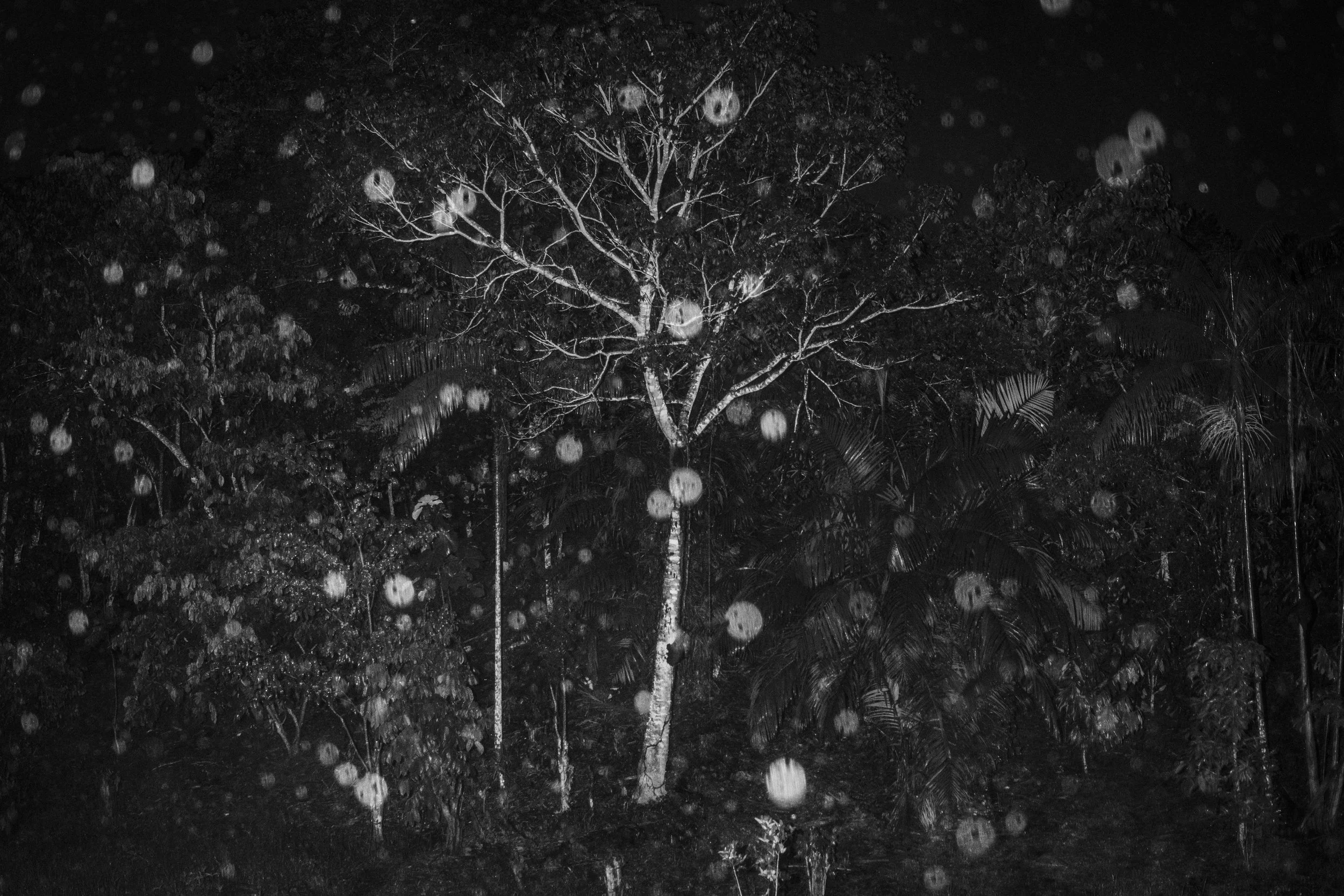 Vegetation at night in the Vale do Javari Indigenous Territory, one of the most remote and biodiverse regions of the Amazon rainforest.