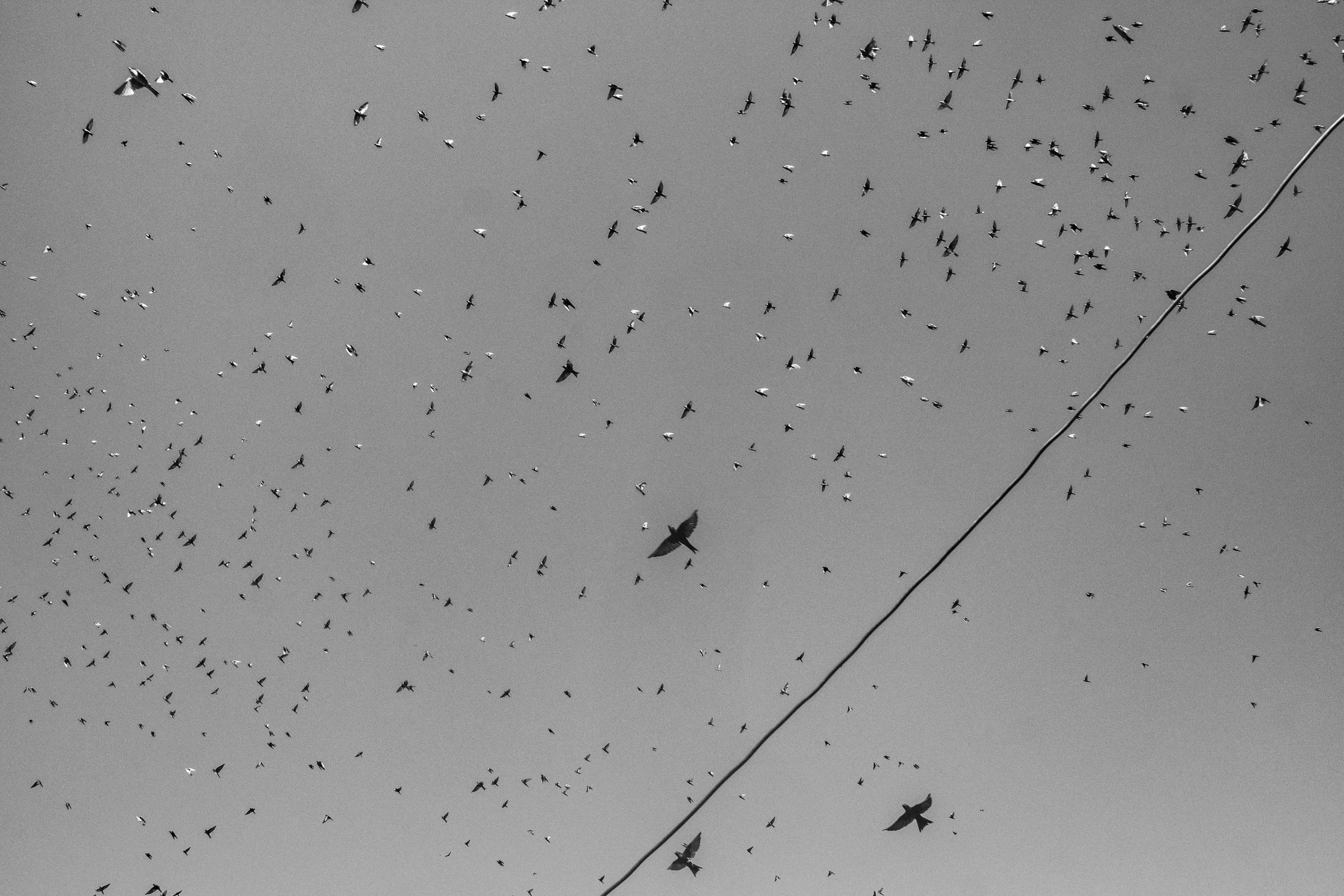 Birds fly over Islandia, a riverine town on the Peruvian side of the Javari River.