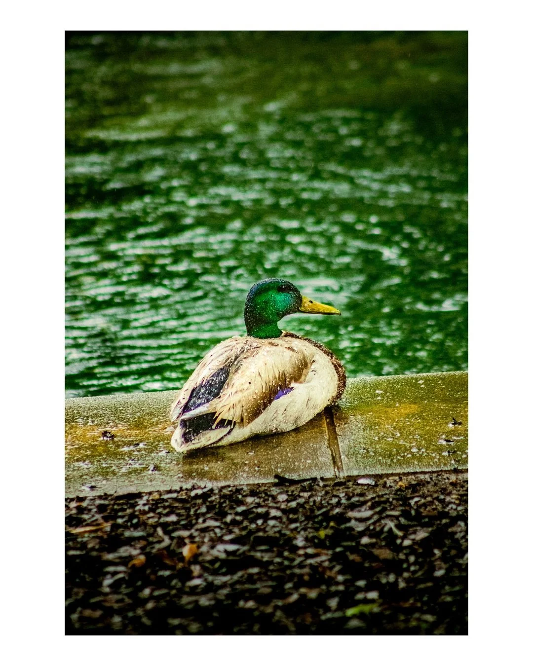 Ducks, ducks and more ducks&hellip;

While the weather was &ldquo;fowl,&rdquo; these fluffy birds made for some great models! Follow for more!
.
.
.
#ducksofinstagram #duckduck #ducks #water #park #photo #photographer #photography #canon #camera #out