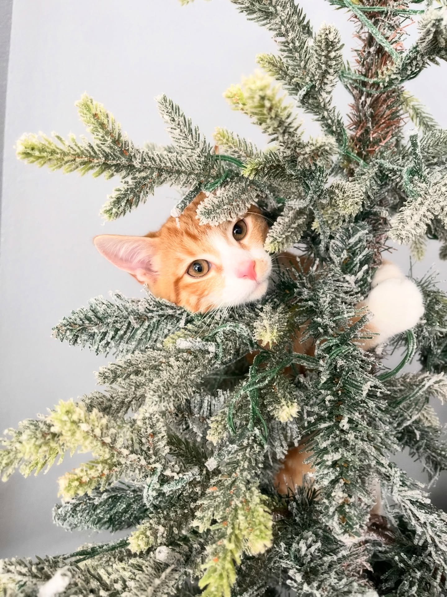 There is only room for one #christmas decoration this year. 🐈🎄
.
.
.
#cat #funny #decoration #orangecat