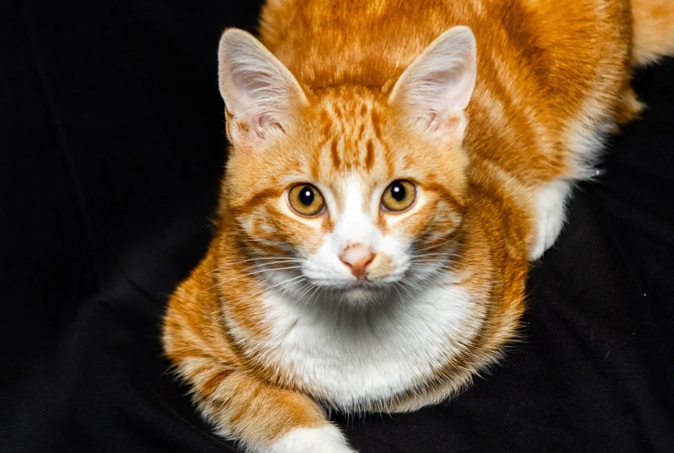 Frito 🐈❤️

I decided to practice some shots with my new flash, and who better to model for me than my red headed step child. 📸
.
.
.
#catphoto #cat #photoshoot #feline #yawn