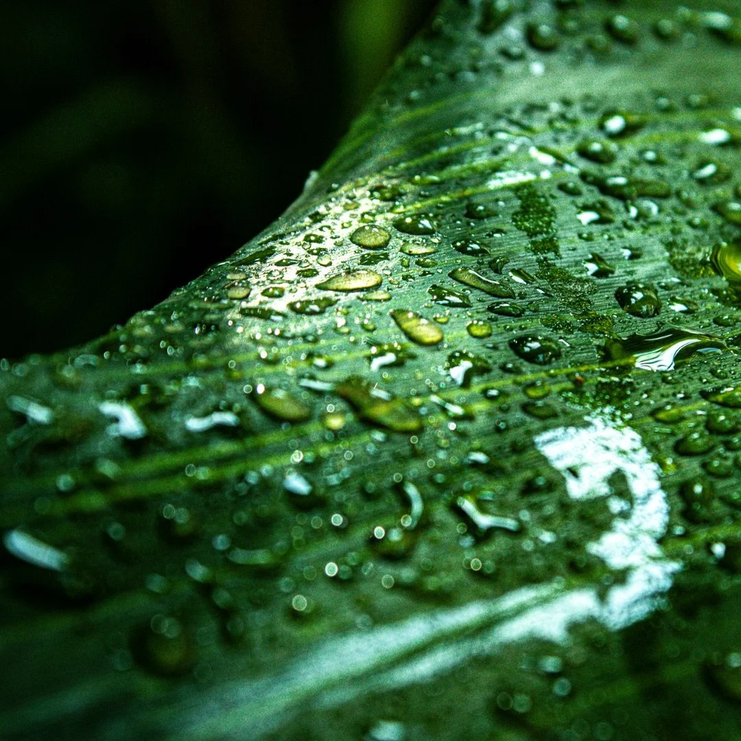Macro photography 🌱

Close up shot of water droplets on a leaf at the @bbgardens . 

#outdoors #minimalism #macrophotography #photography #photo