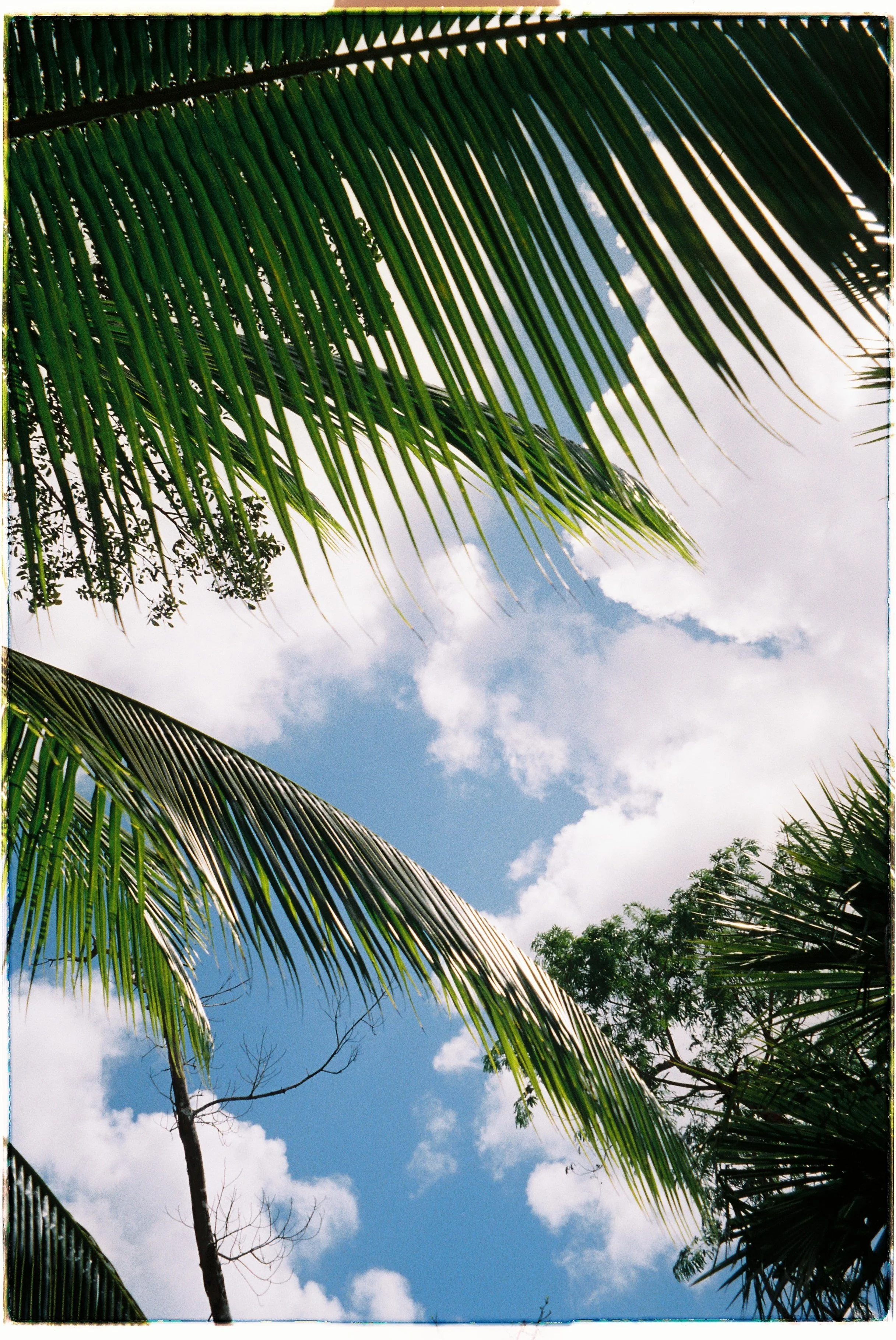 Looking up at the sky through palm tree fronds with a few clouds in the background.