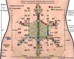 Turtle acupuncture points on the abdomen