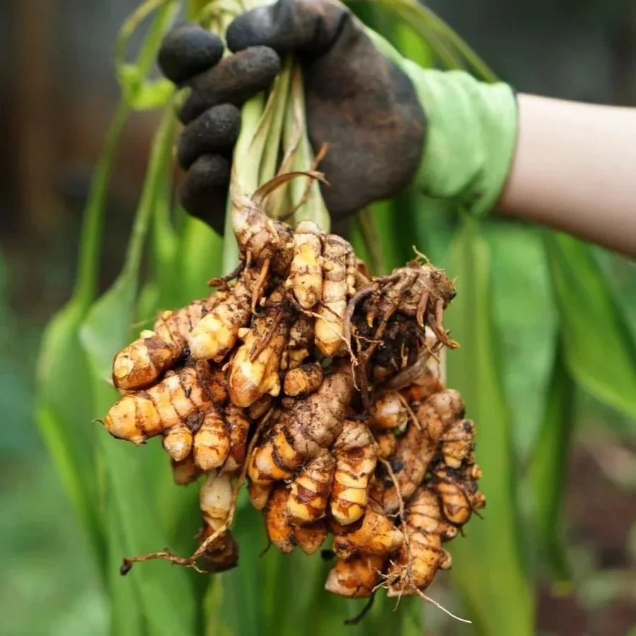 amiqura-turmeric-roots.jpg