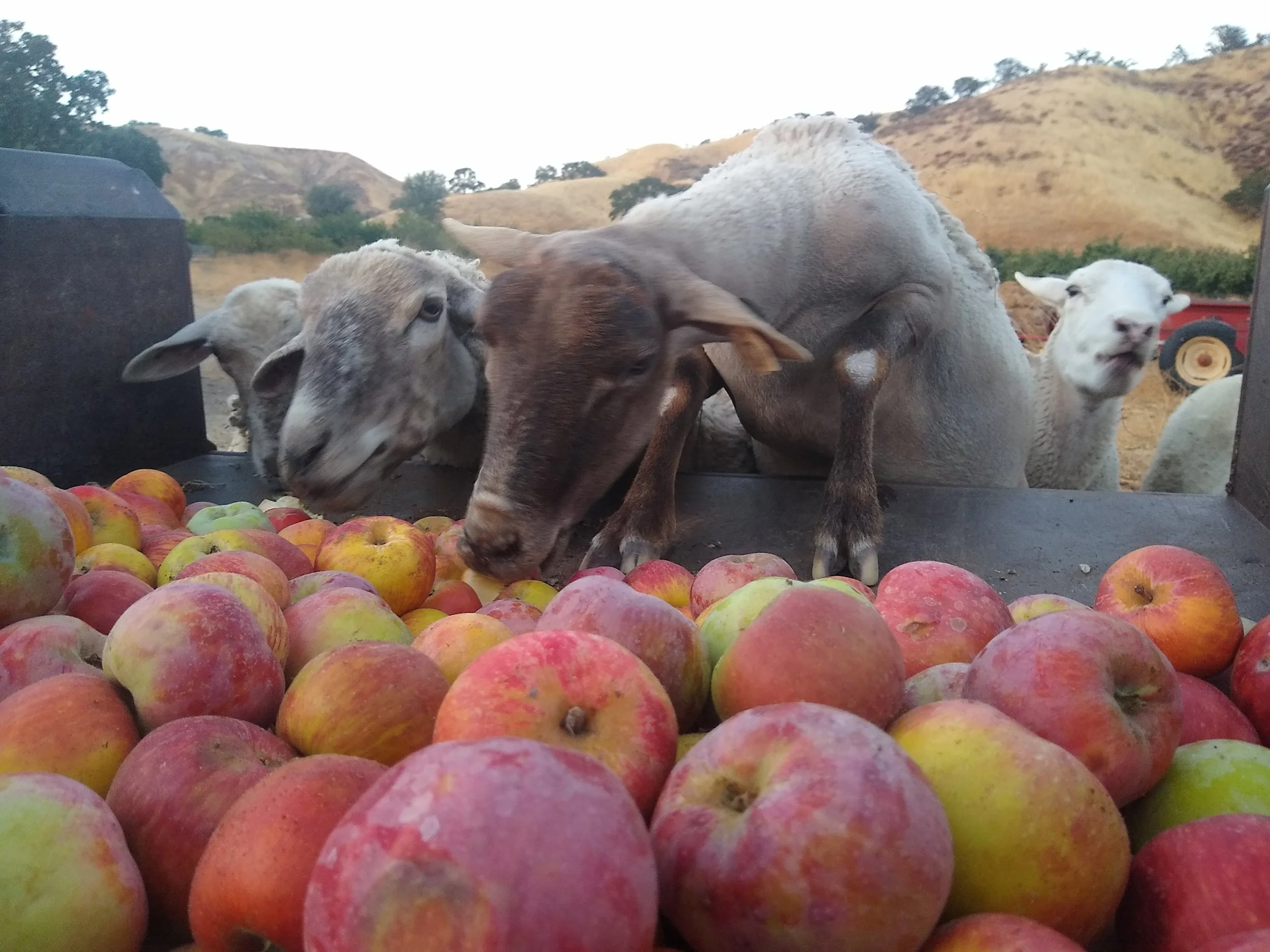 Several goats eating apples in a farm setting with hills in the background.