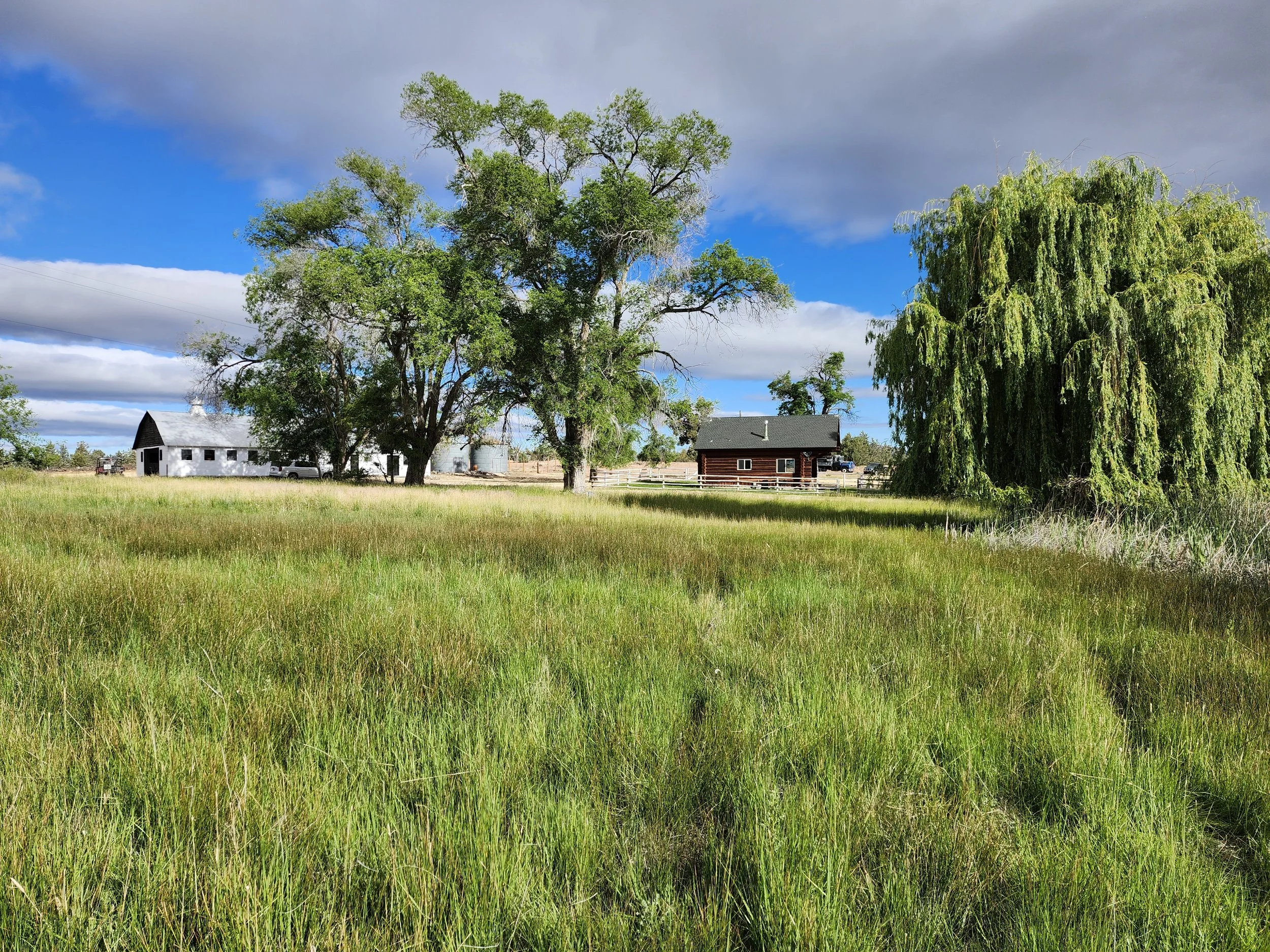 A rural landscape with a grassy field, several large trees, a wooden house, a white shed, and a blue sky with clouds.