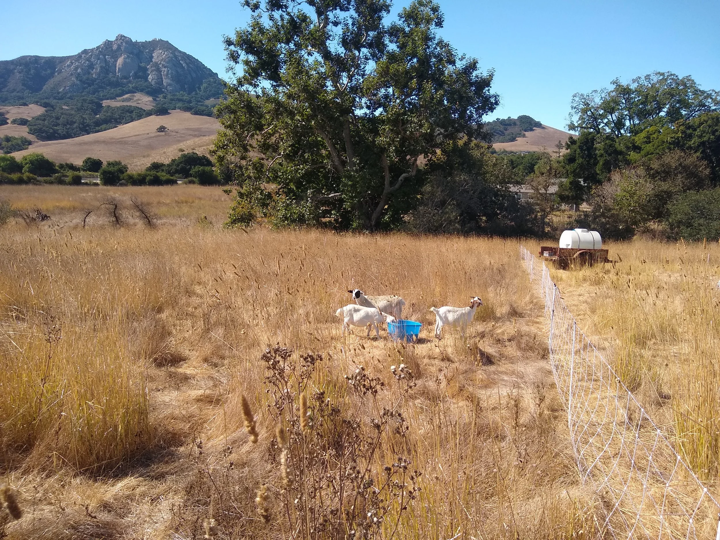 Three goats behind a blue water container in a dry, grassy field, with a white water tank on a trailer in the background, trees, and mountains.