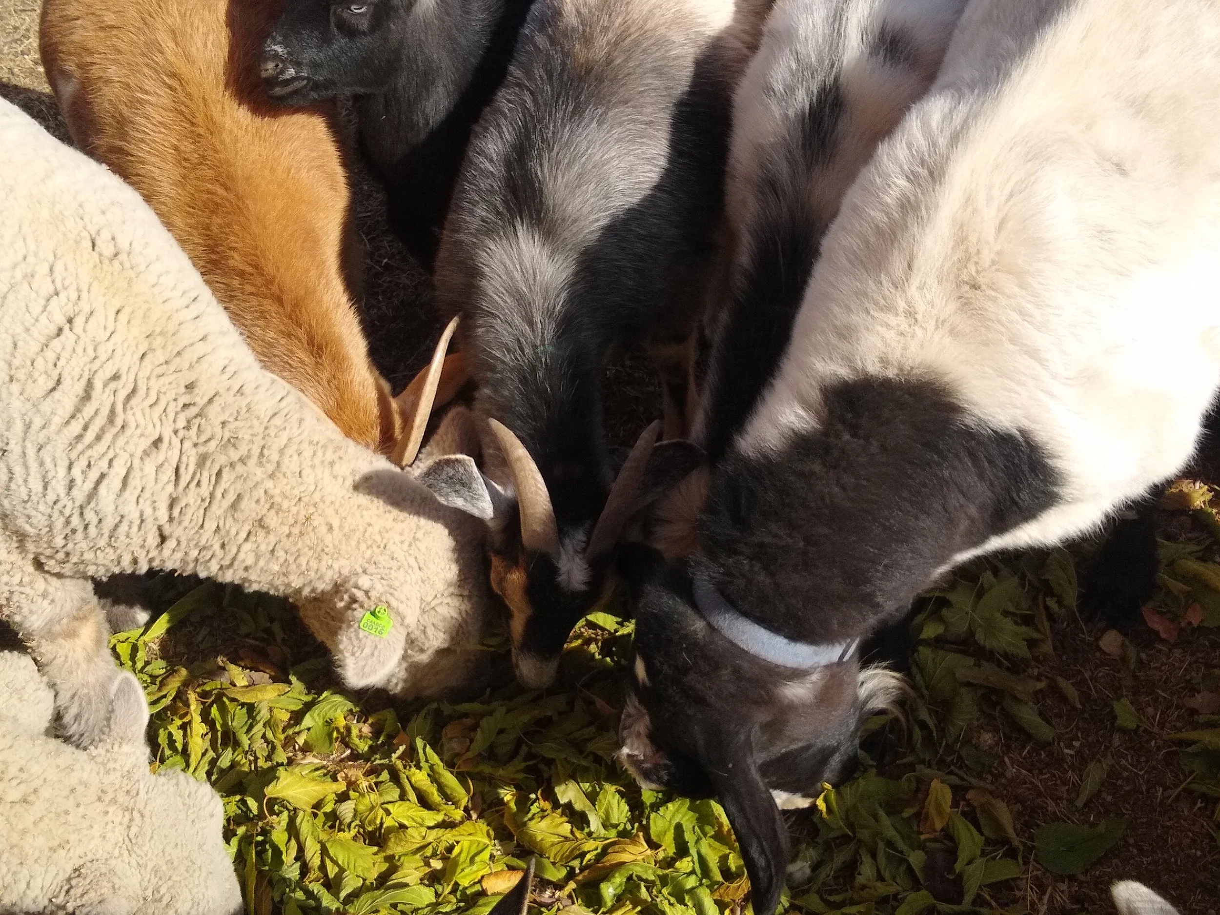 A group of goats huddled together, grazing on green leaves.