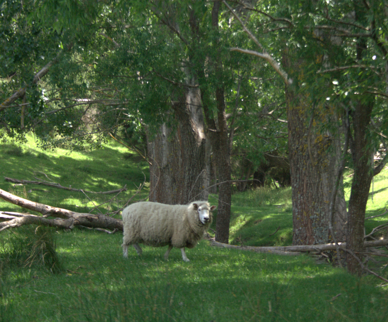 A sheep standing on green grass in a wooded area with large trees and fallen branches.