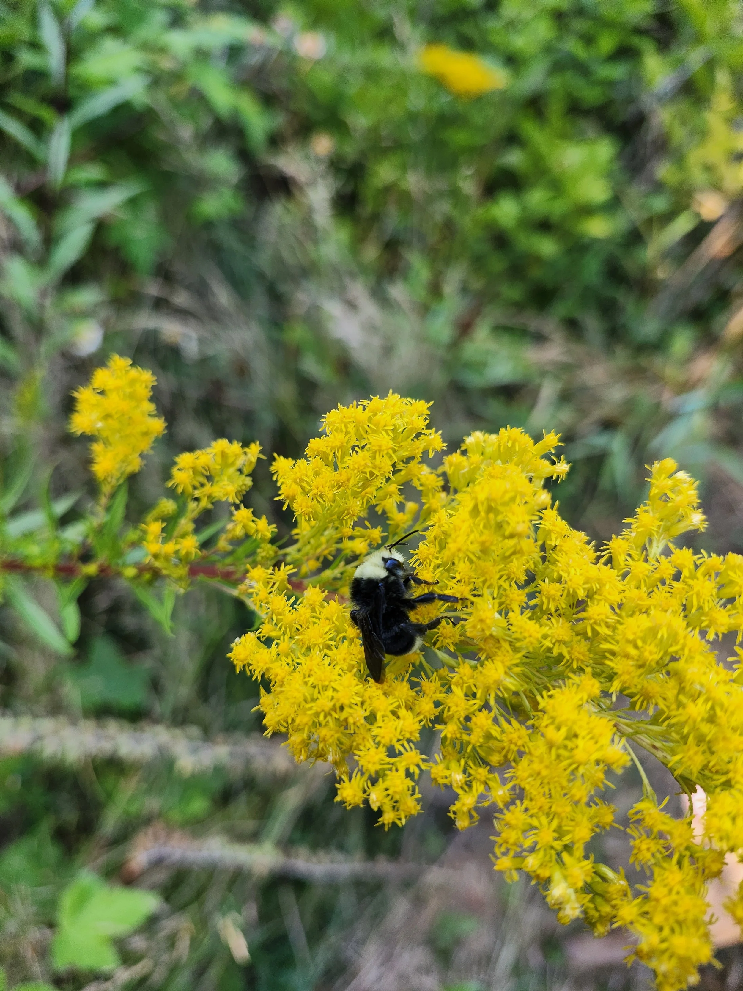 Close-up of a bumblebee on yellow flowers in a green outdoor setting.