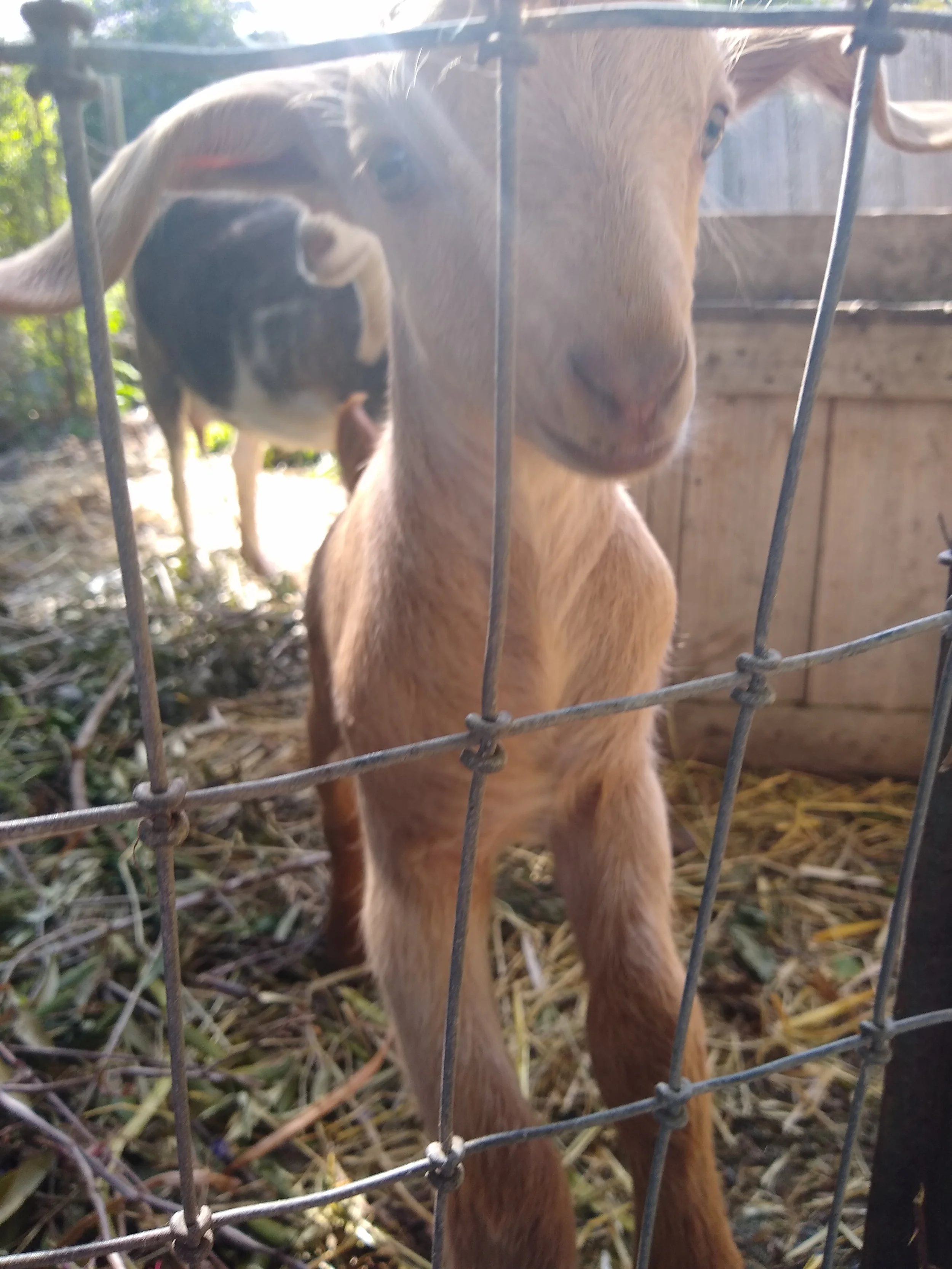 A baby goat standing behind a metal fence, with a black and white calf visible in the background, on a farm or petting zoo.
