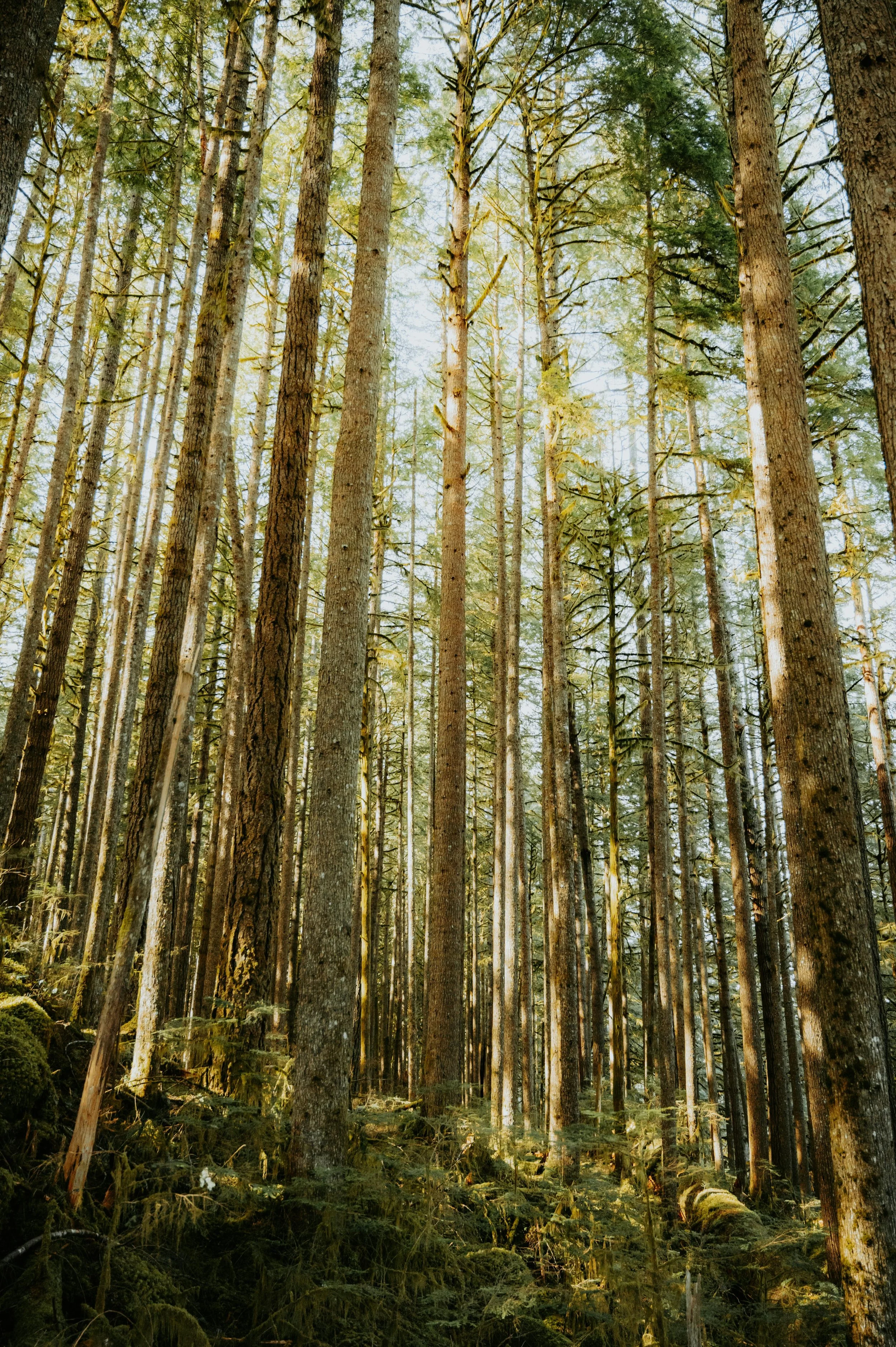 Tall pine trees in a dense forest with sunlight filtering through the branches.