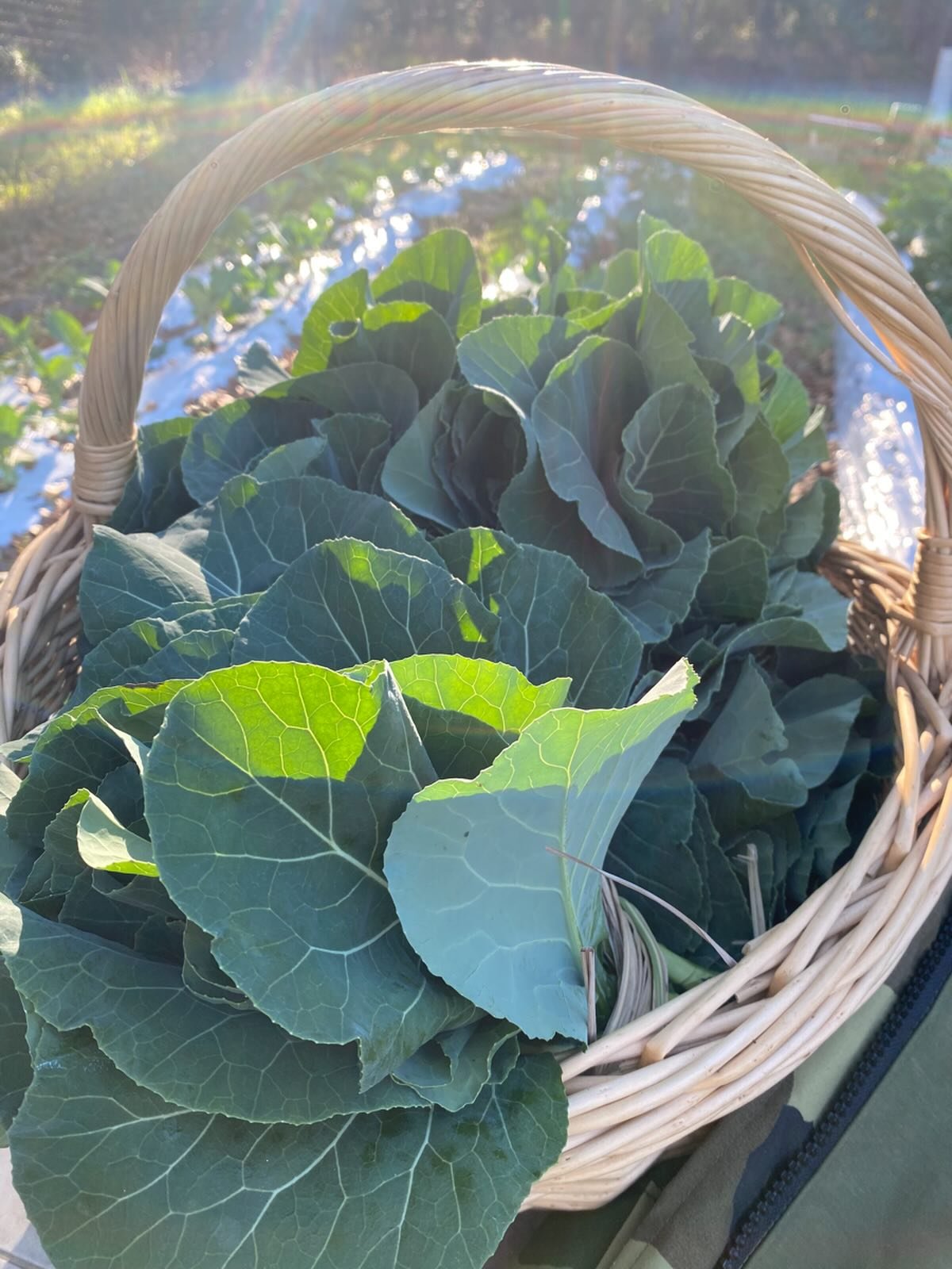 Happy New Year Farm Friends!