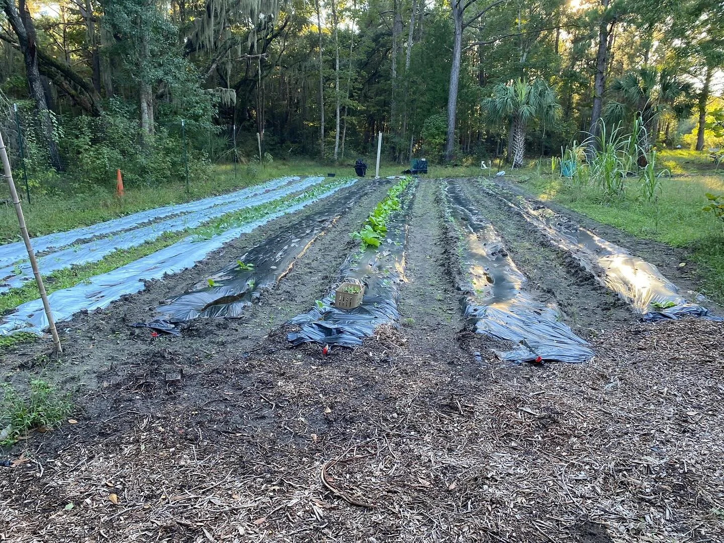 Field-to-table! So happy to share fresh picked mustard greens with our #CSA customers this week. Perfect pairing with field peas!