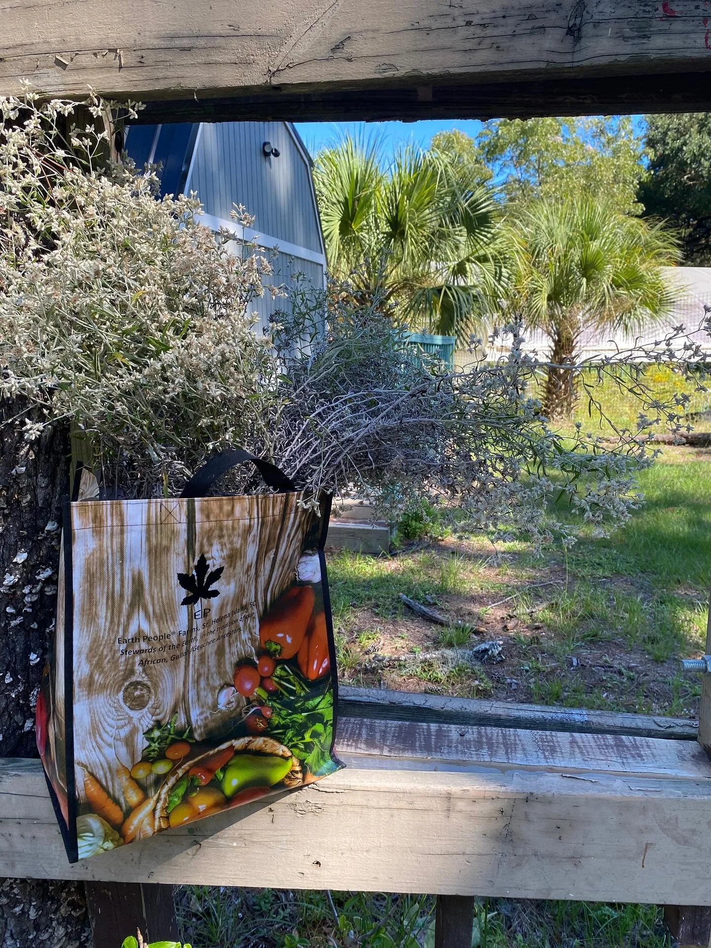 Oh it was a fabulous Friday at the farm! Happy weekend good people. Spread good vibes like #lifeeverlasting seeds this weekend! #epfarms #gullahgeecheelegacy #earthpeople #sthelenaisland