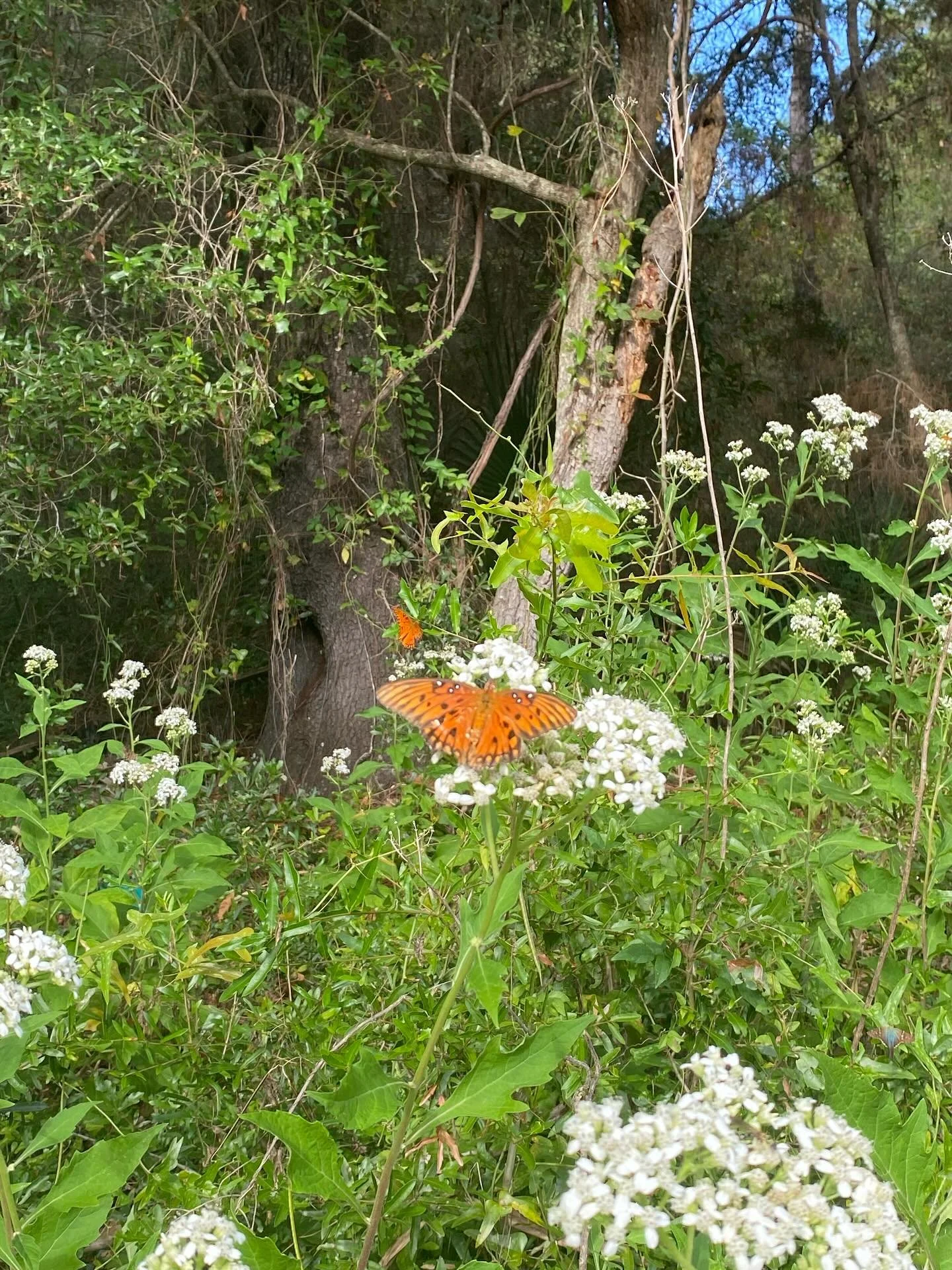 Ahhh, the monarchs are back and beautiful as ever at #EPFarms!