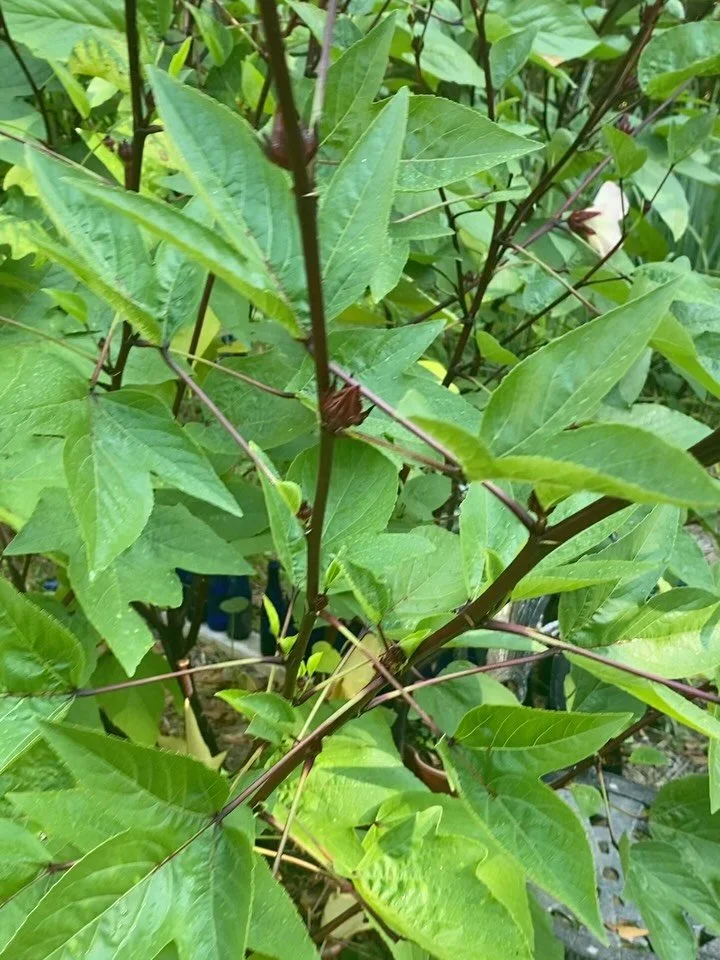 Loving all the #roselle photos on our timelines right now!❣️We are drying leaves and saving seeds for #earthpeoplefarms #seedbank👌🏾