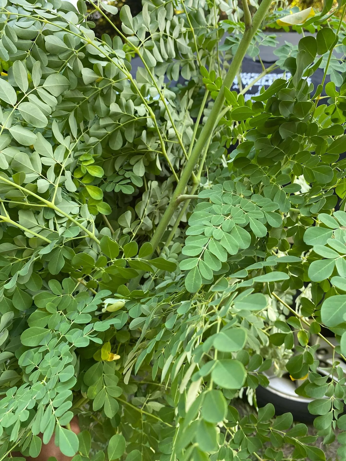 Happy #farmfriday farm friends! So happy our #EPfarmfresh #CSA customers are adding #moringa to their soups and stews this chilly, windy, rainy day!