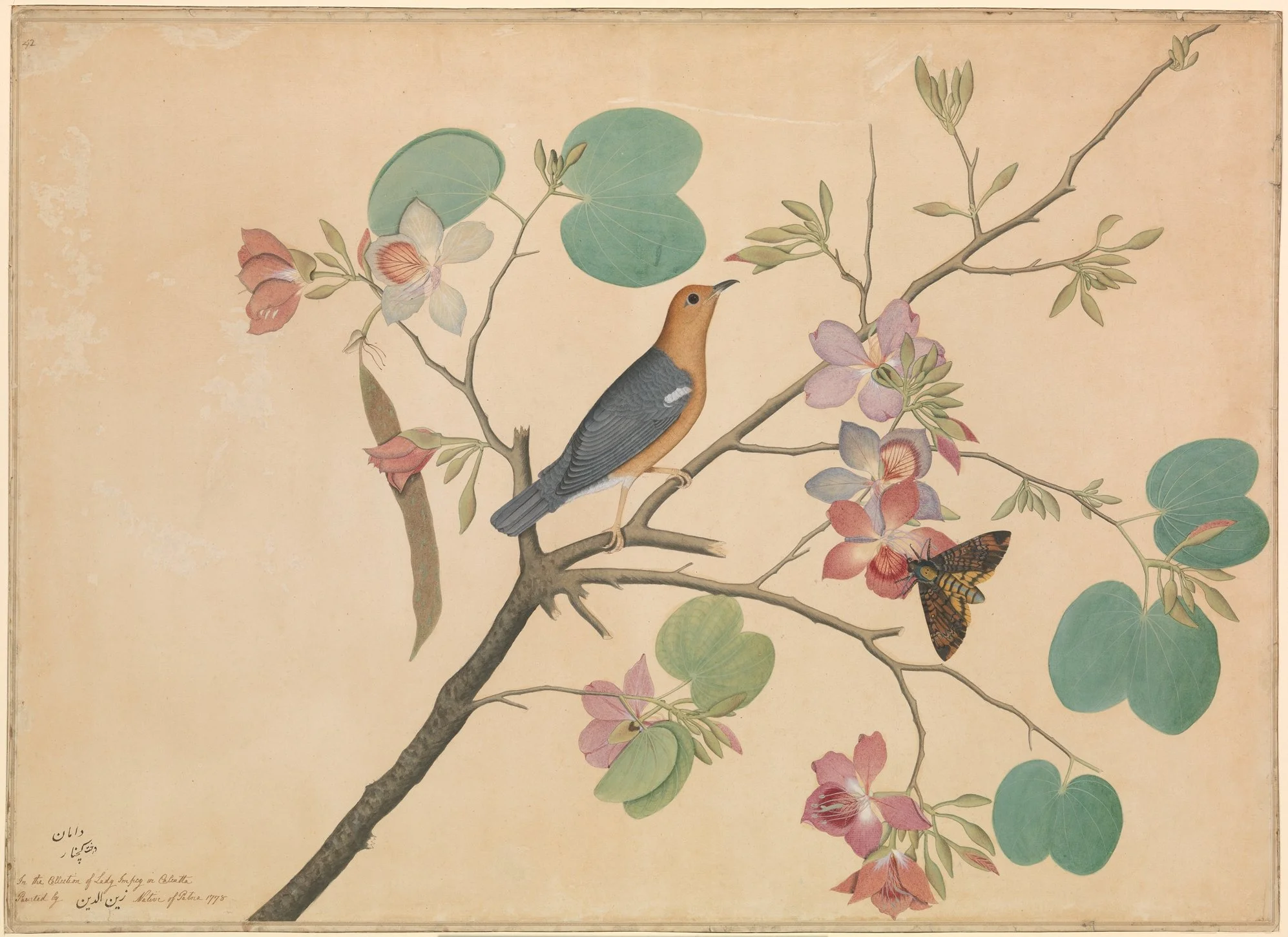 Bird and moth on a flowering orchid branch in an 18th-century painting, featured with an article on music therapy and nature, outdoor settings, therapist perspectives, and well-being.
