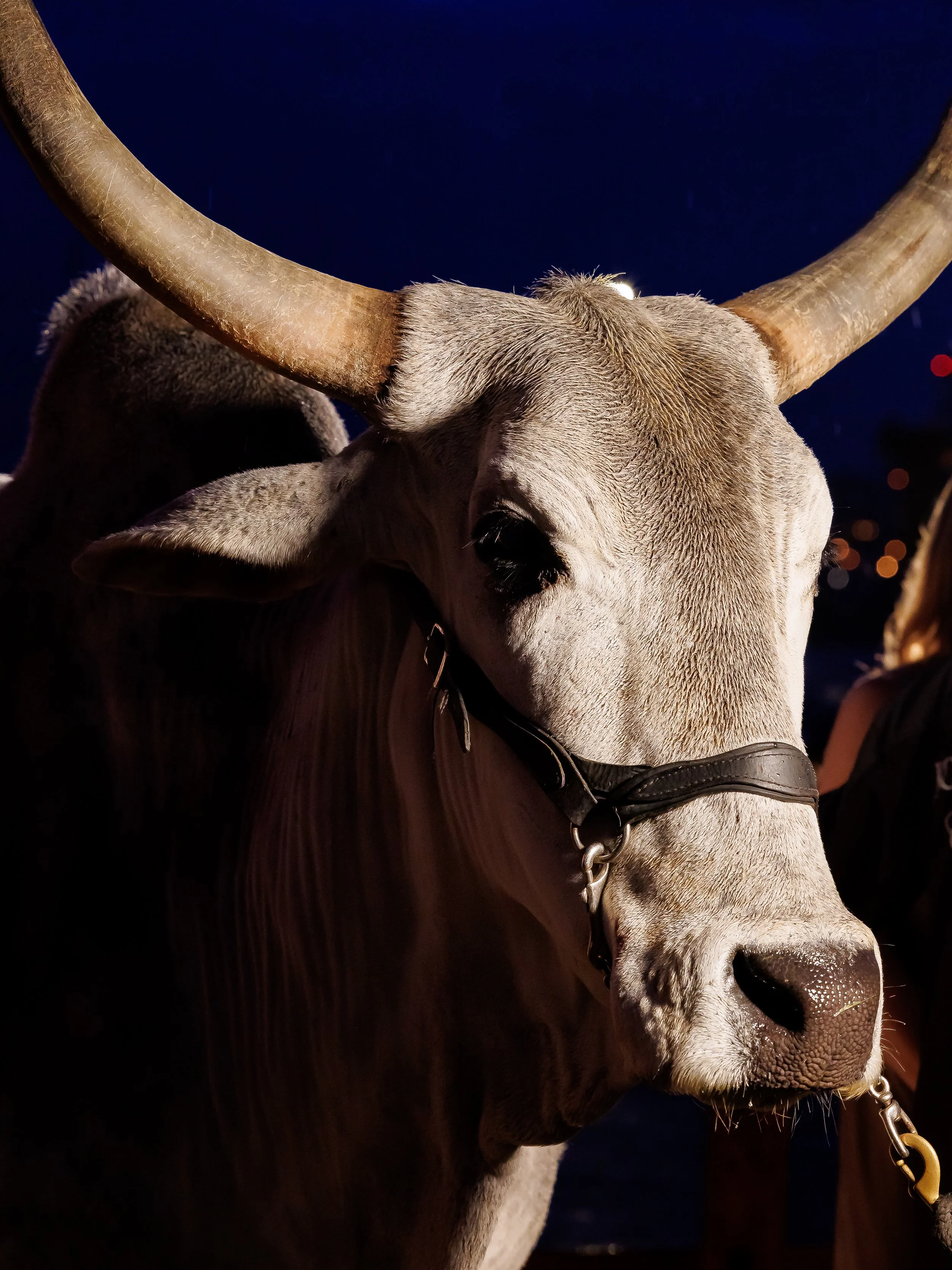 Close-up of a white longhorn cattle with large curved horns, wearing a black halter, during nighttime.