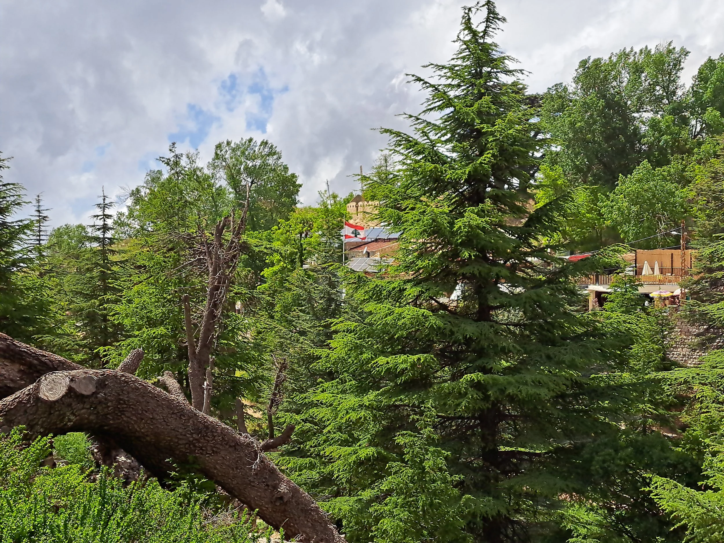 The Cedars of Lebanon: Guardians of Time
