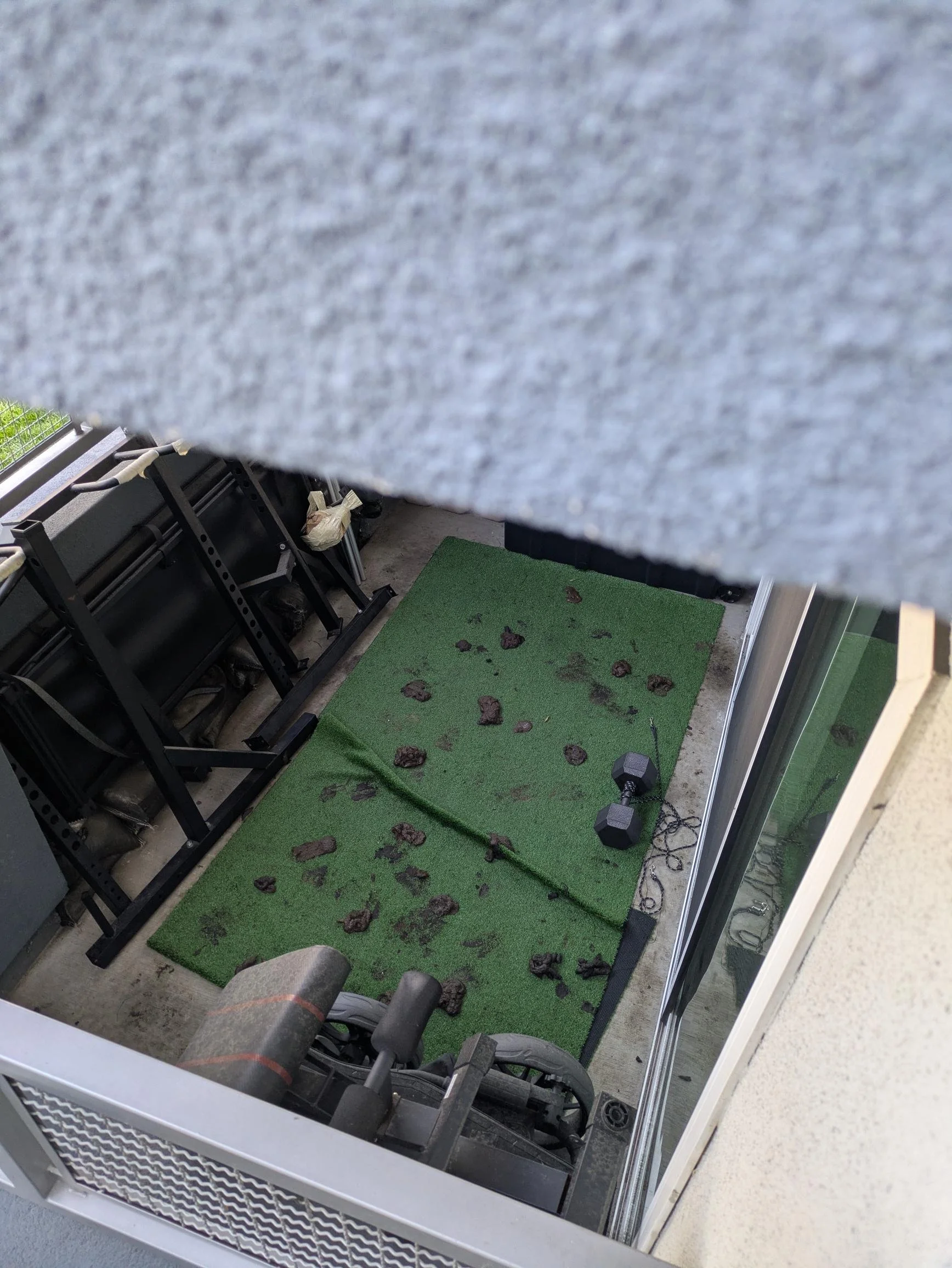Dog Droppings on Gym Patio, 2/26/25