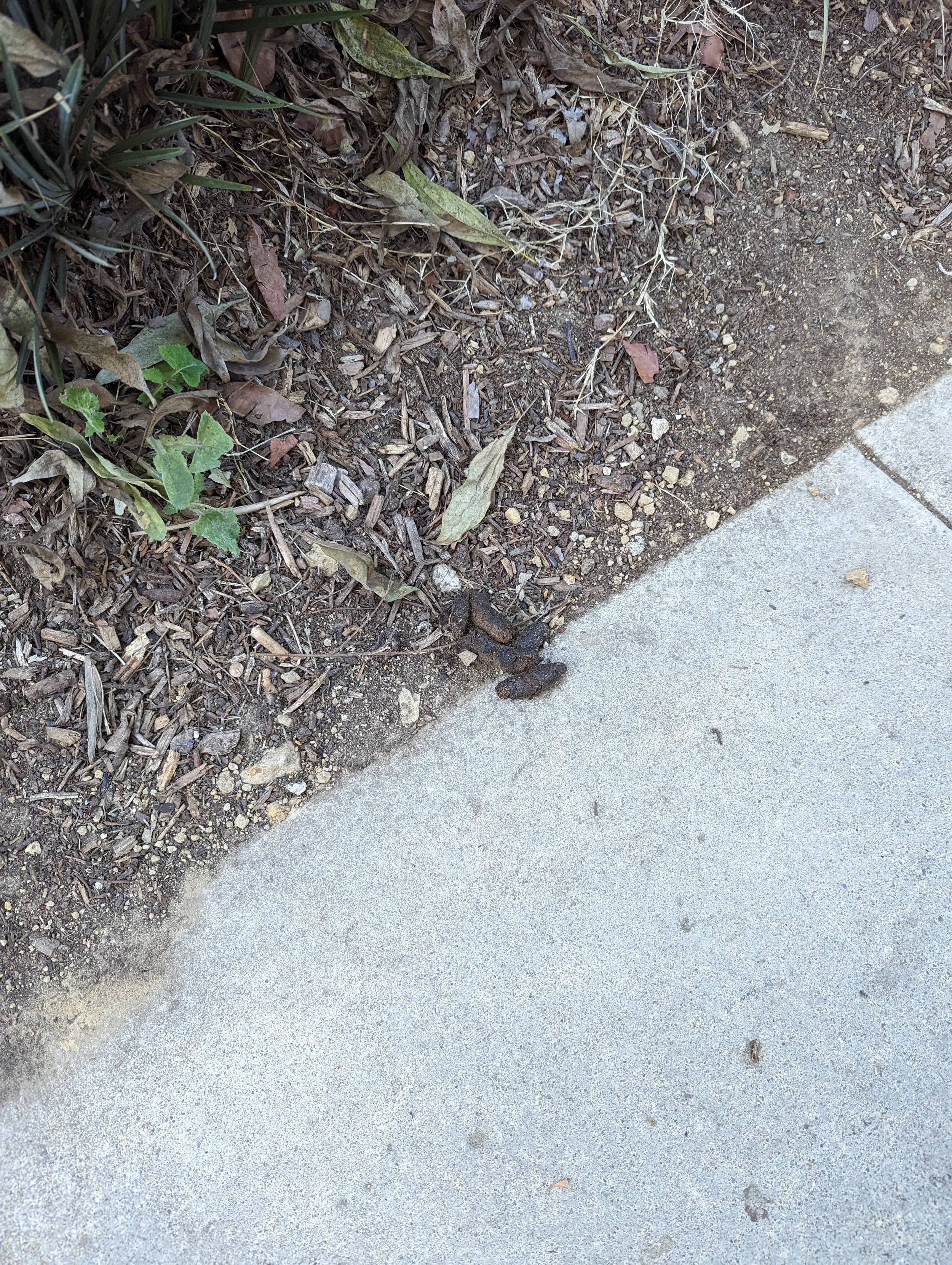 2023-10-31 - dog feces not cleaned.jpg