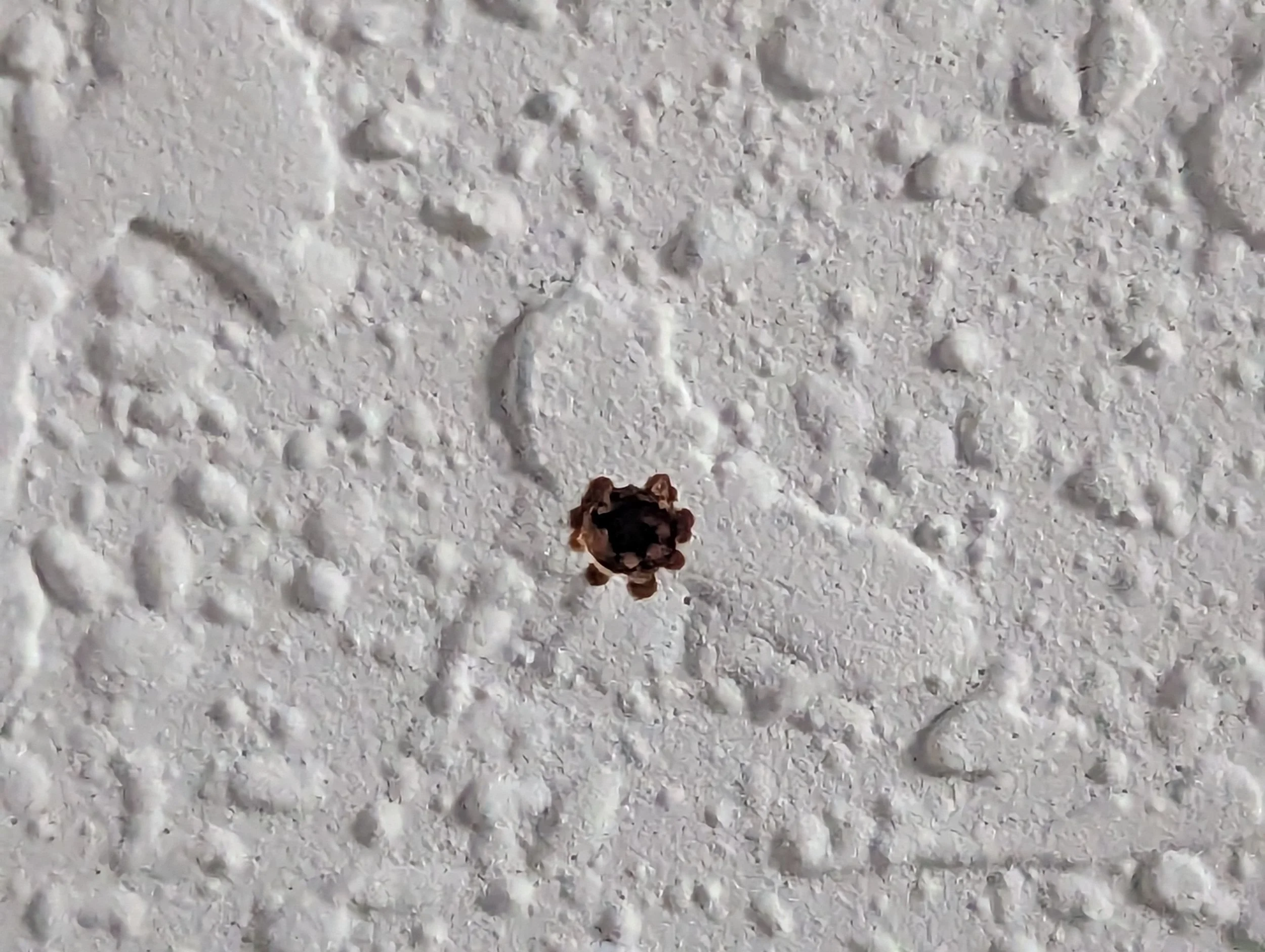 Termite Holes in Ceiling, 04/03/23